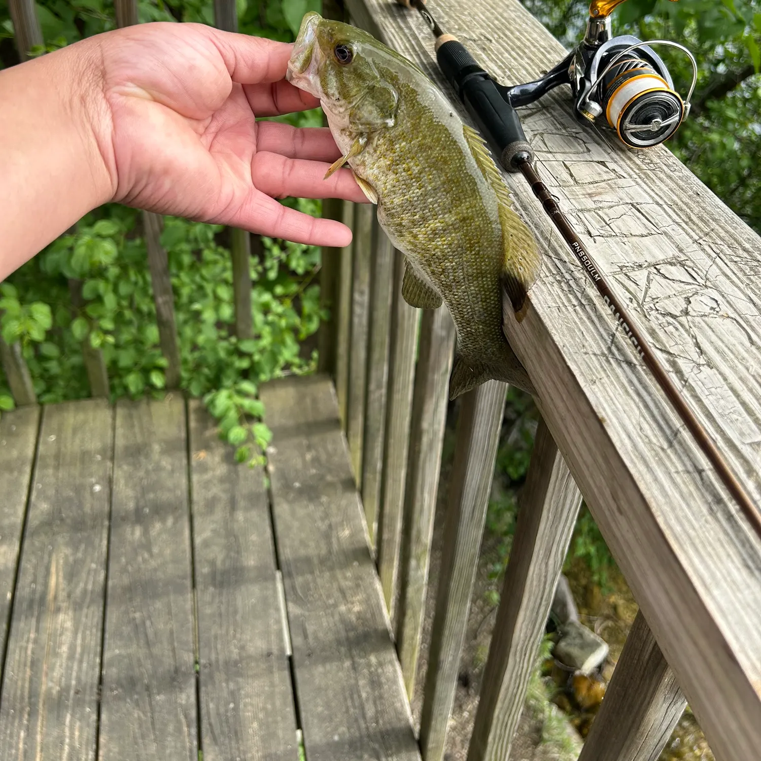 recently logged catches