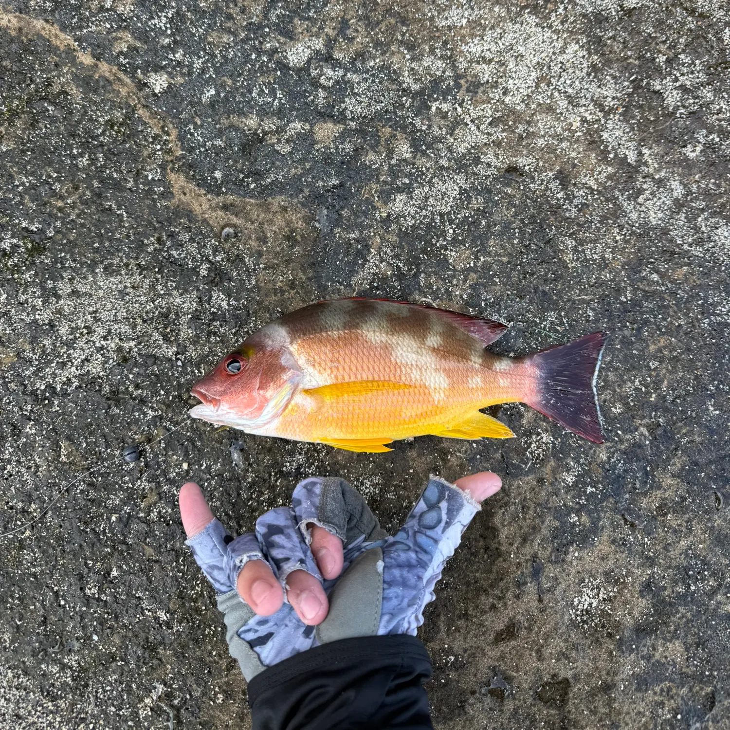 The most recent Blacktail snapper catches on Fishbrain