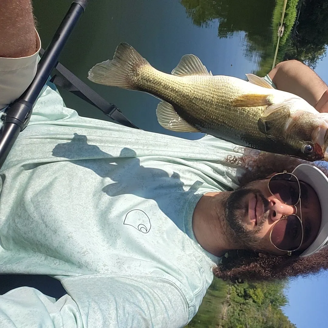 Largemouth bass caught on Fishbrain