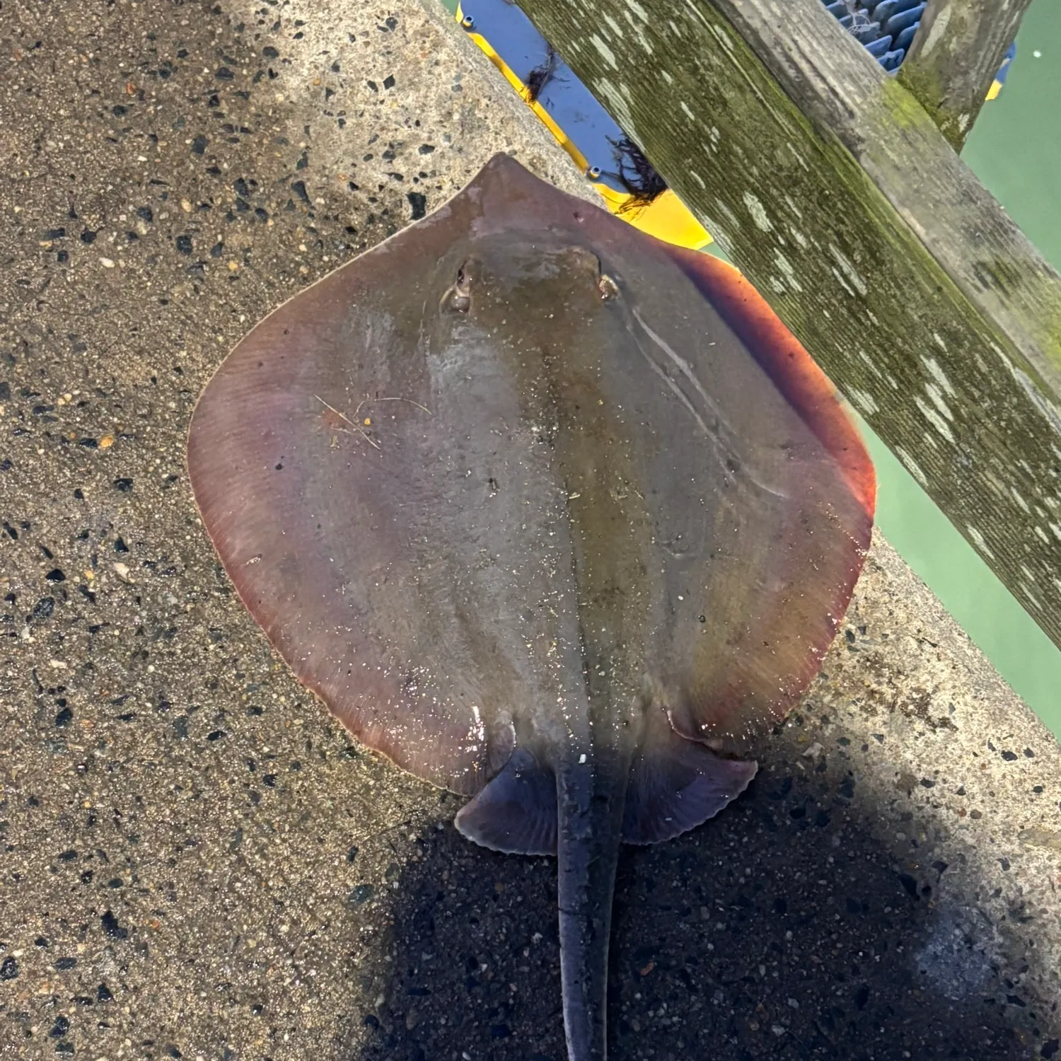 The most recent Atlantic stingray catches on Fishbrain