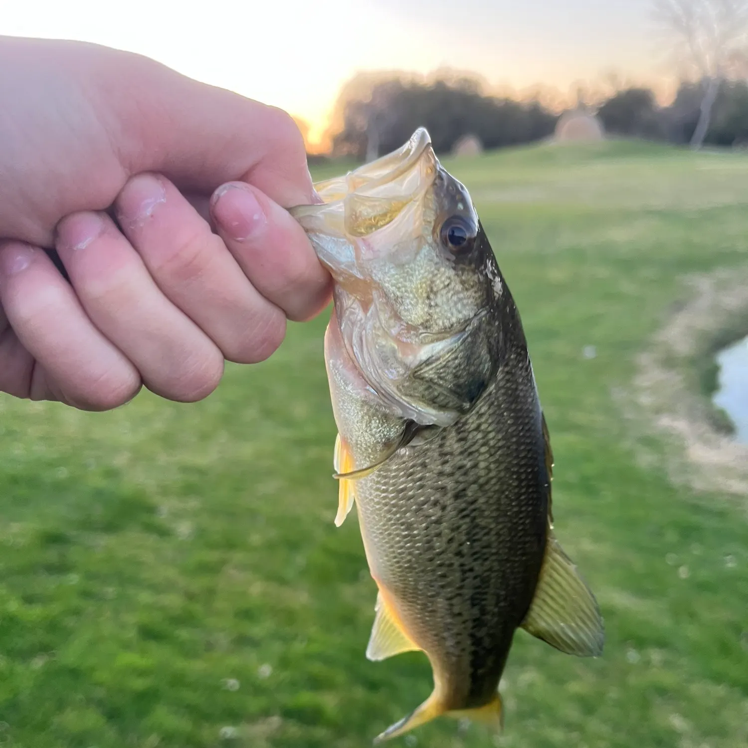 angler catch