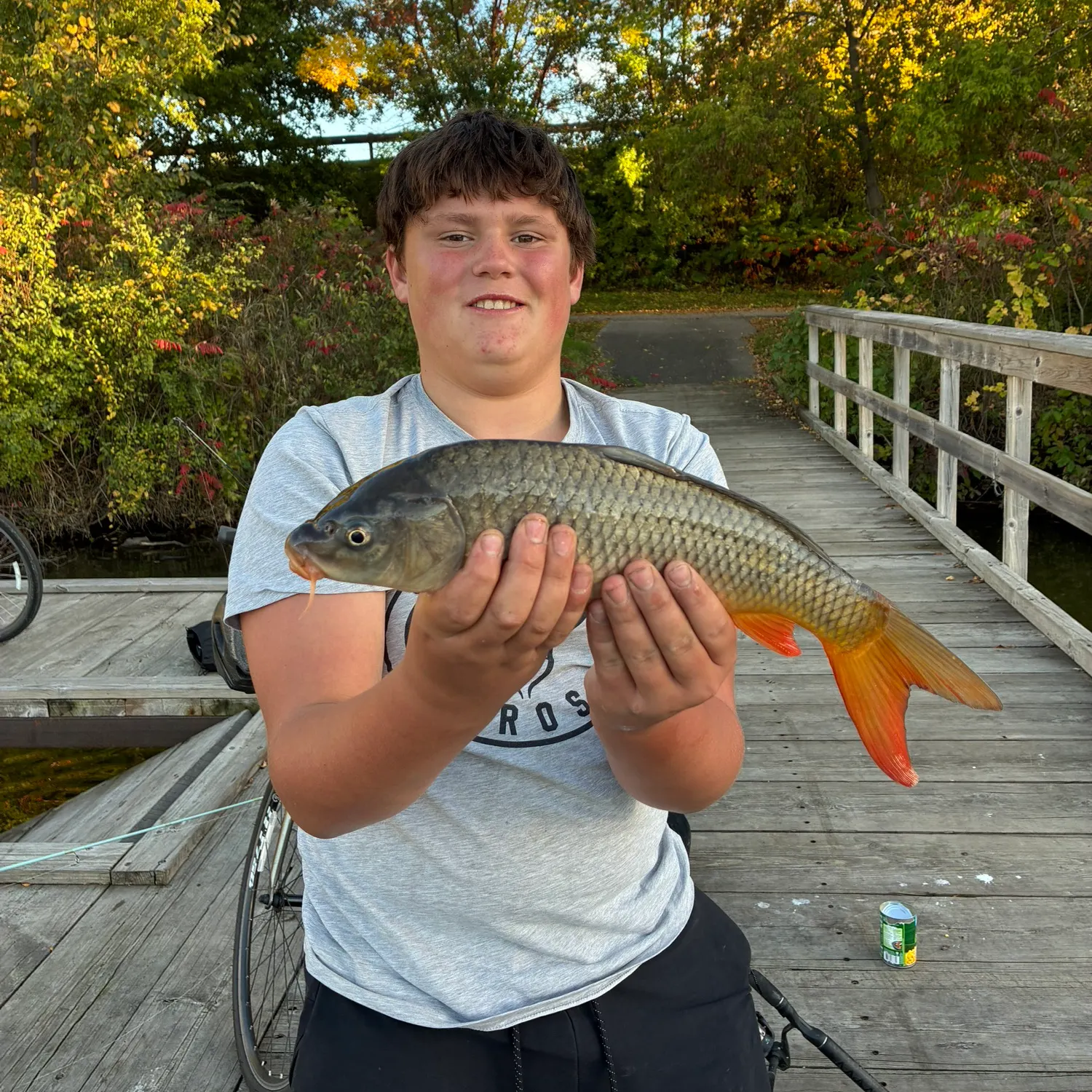 Common carp caught on Fishbrain