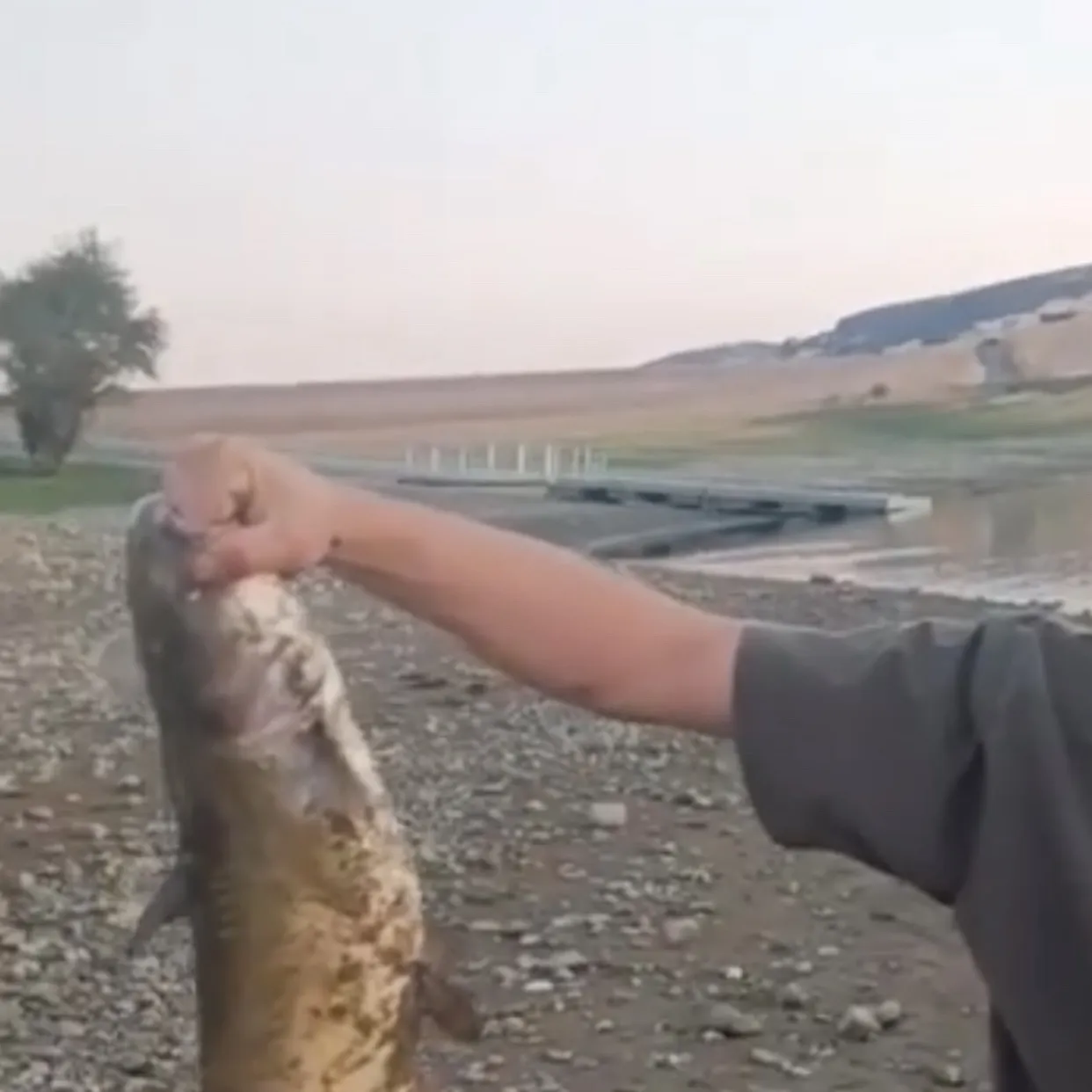 Channel catfish caught on Fishbrain