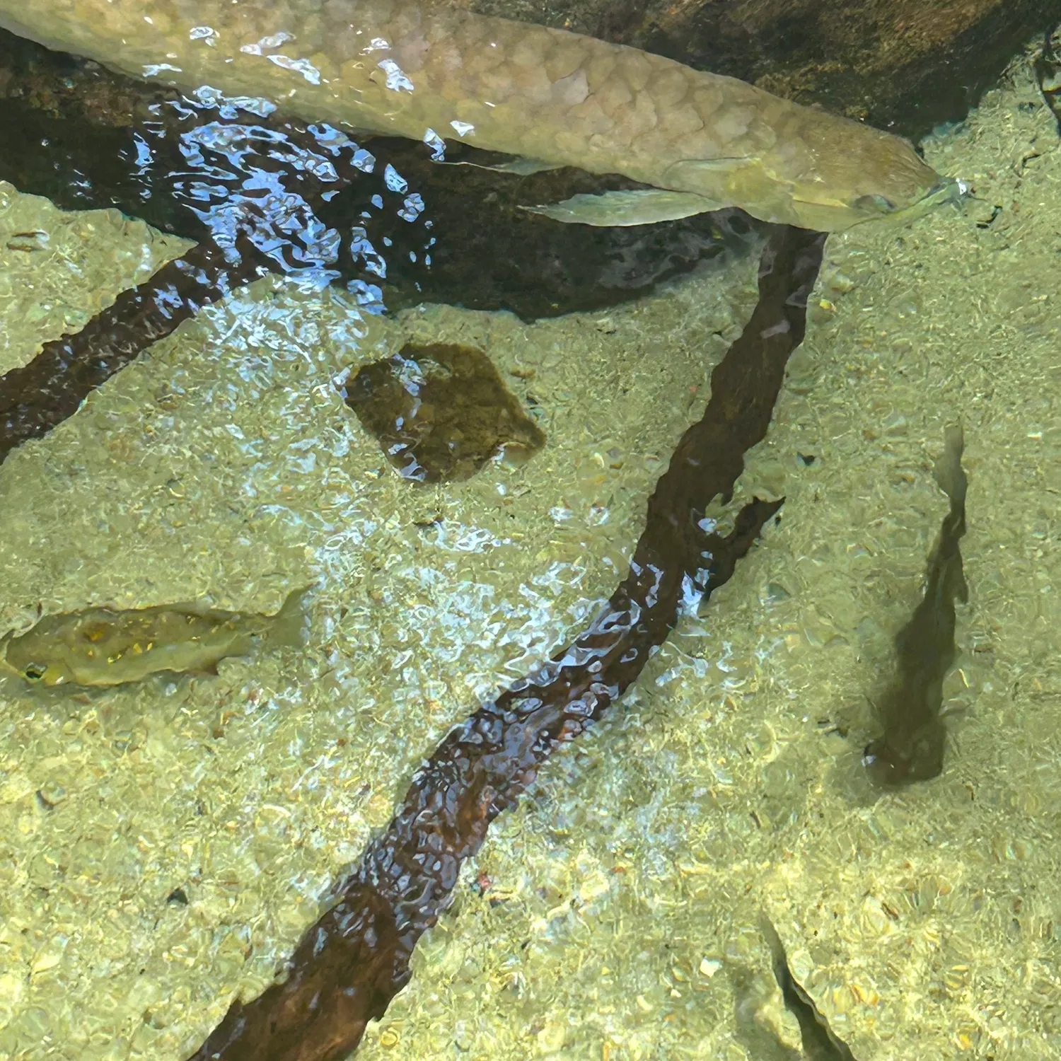 The most recent Silver arowana catches on Fishbrain