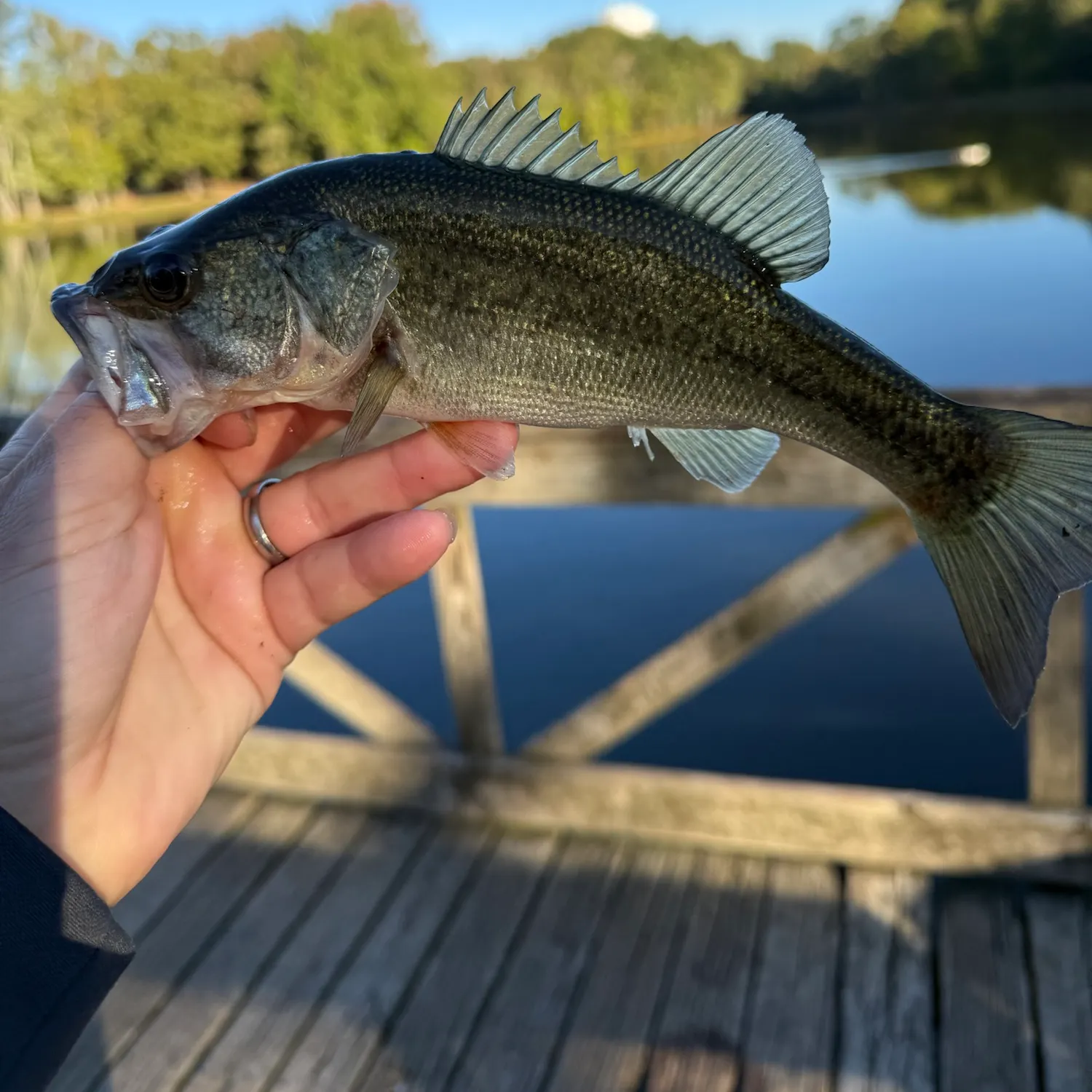 Largemouth bass caught on Fishbrain