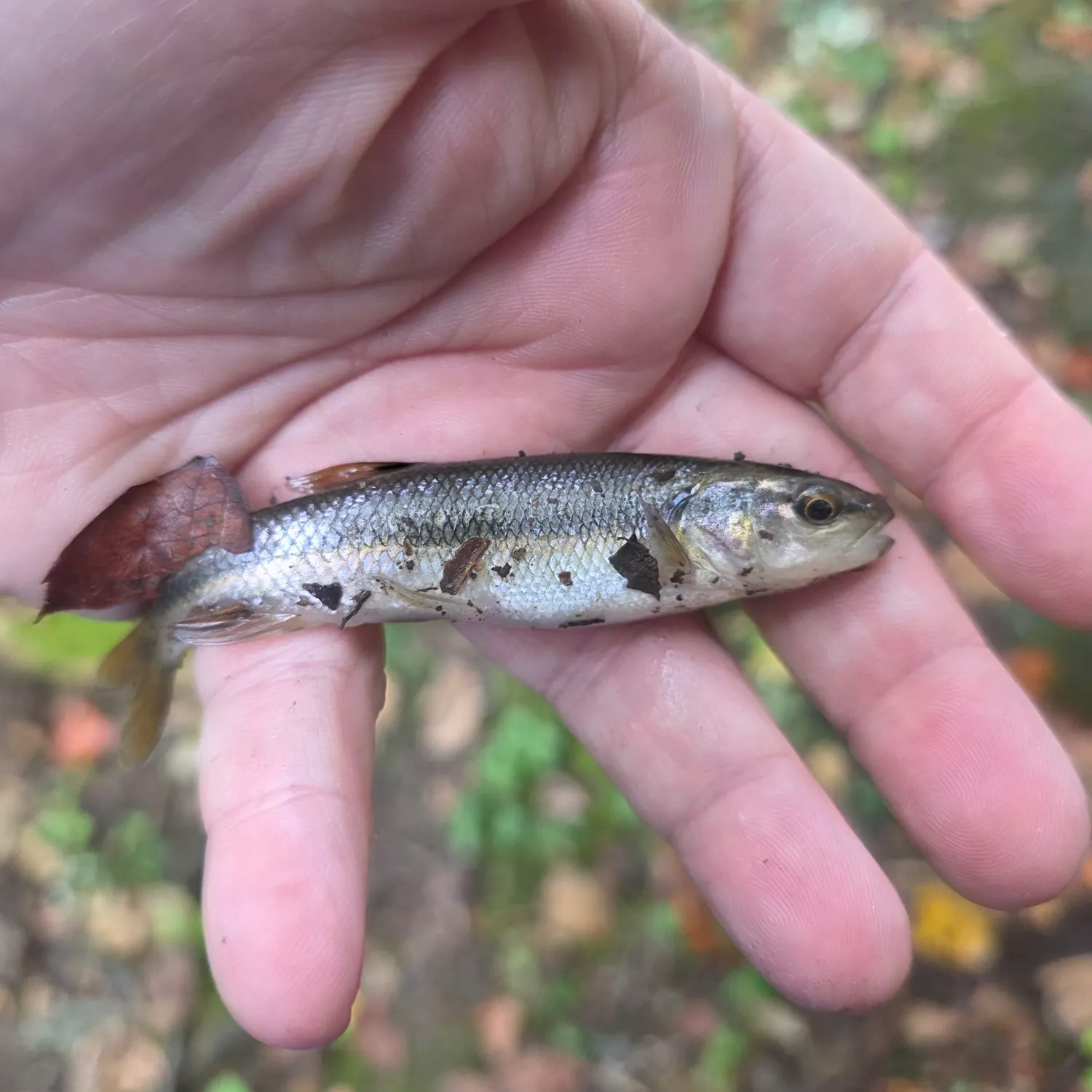 Creek chub caught on Fishbrain