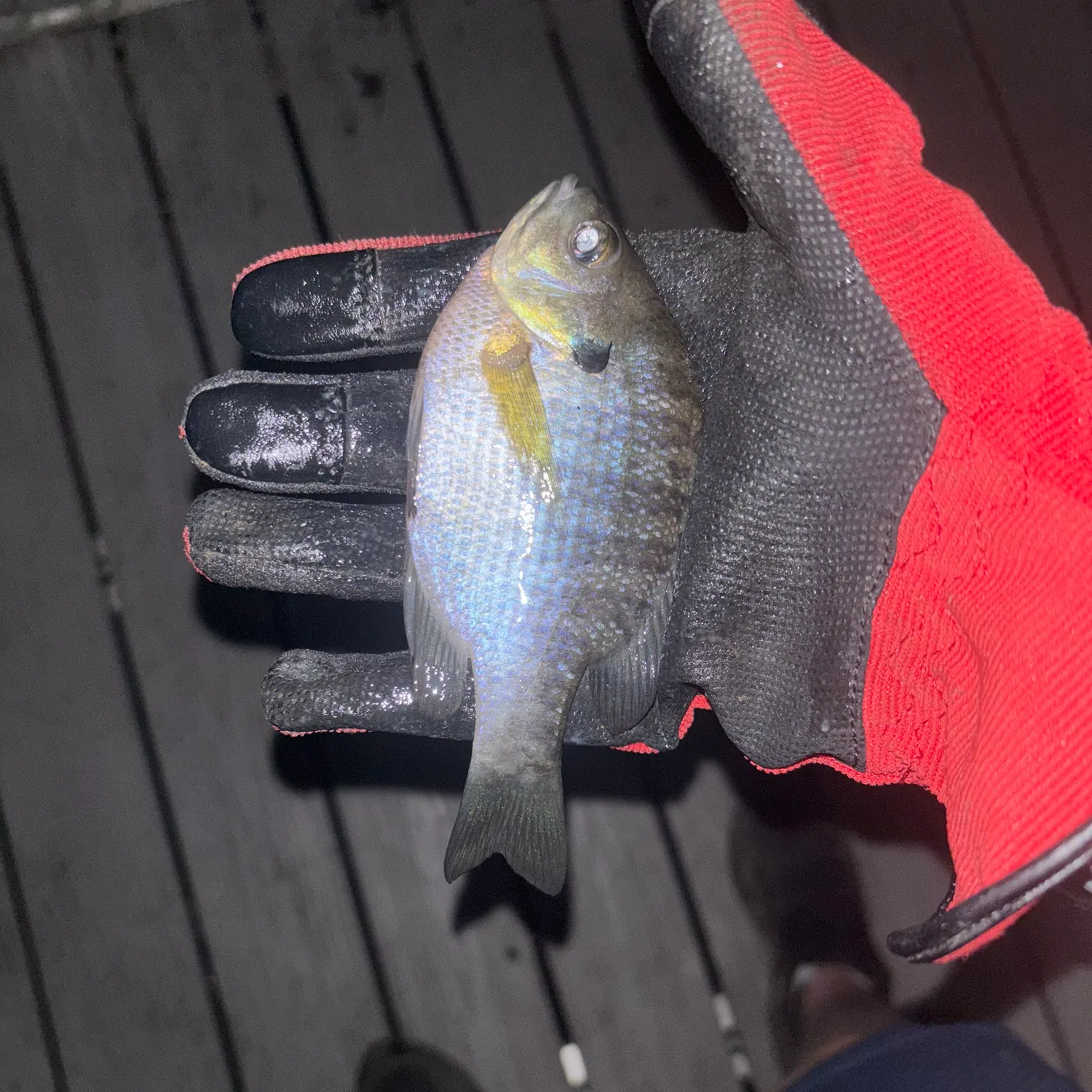Bluegill caught on Fishbrain
