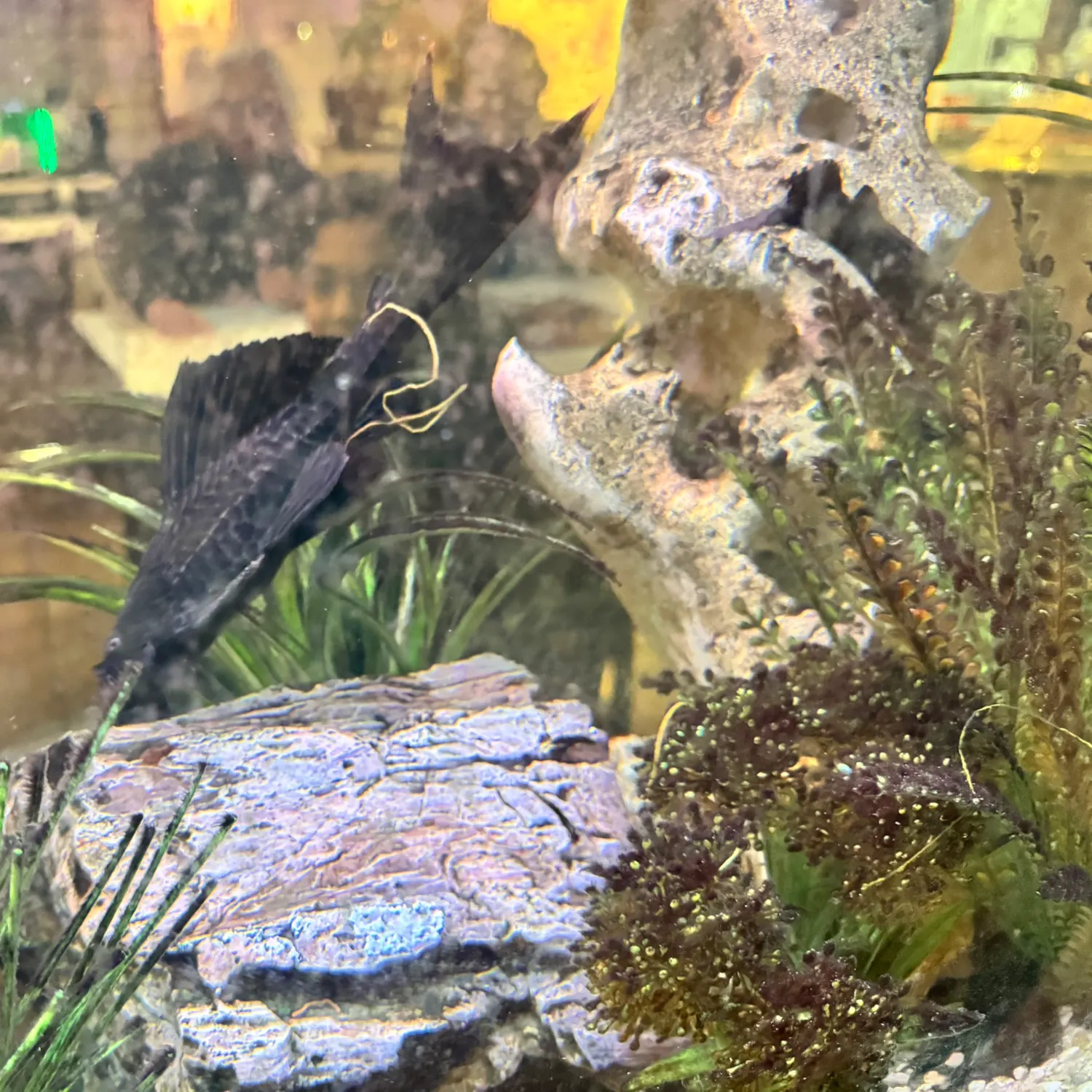 The most recent Snow Pleco catches on Fishbrain