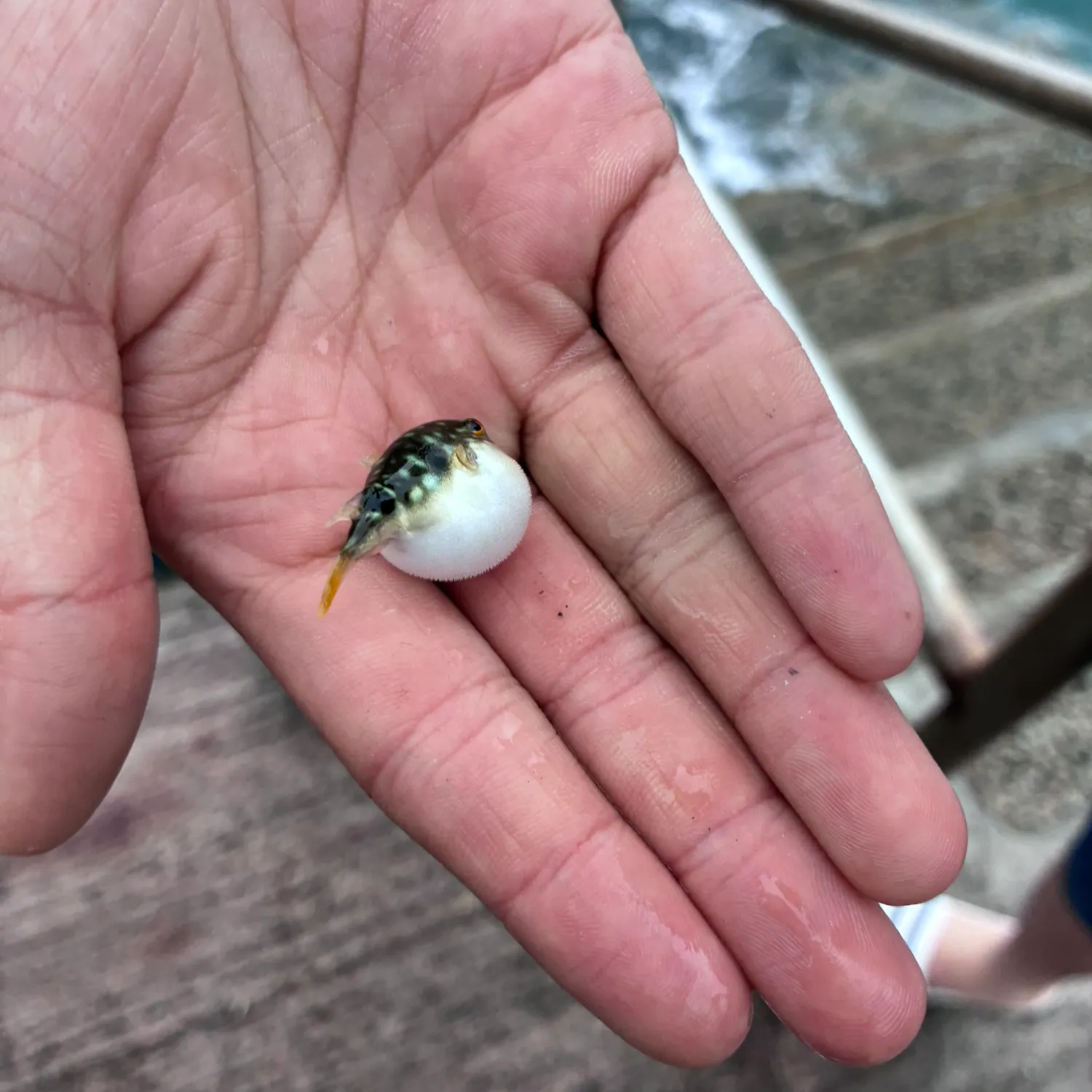 The most recent Guinean pufferfish catches on Fishbrain