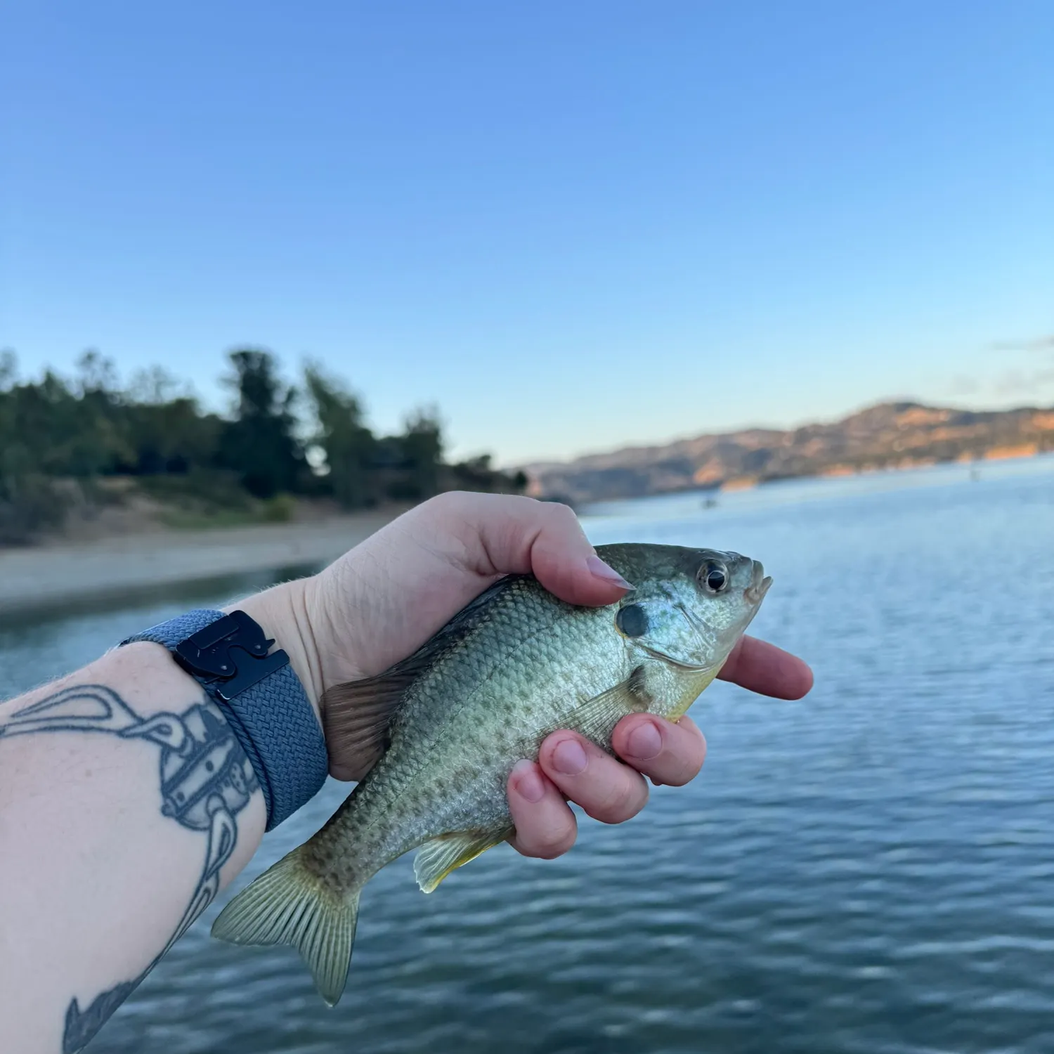 Redear sunfish caught on Fishbrain
