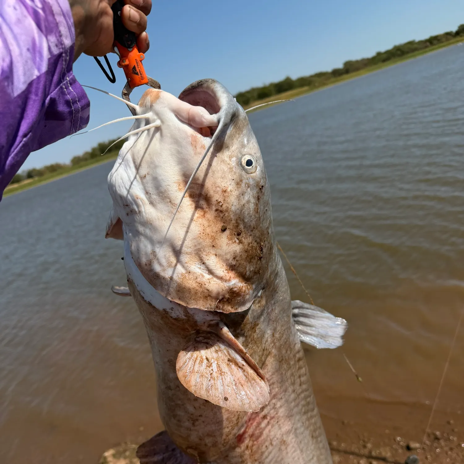 Blue catfish caught on Fishbrain