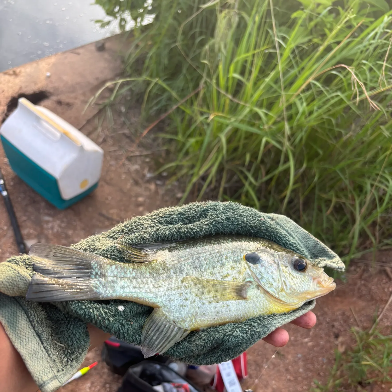 The most recent Redear sunfish catches on Fishbrain