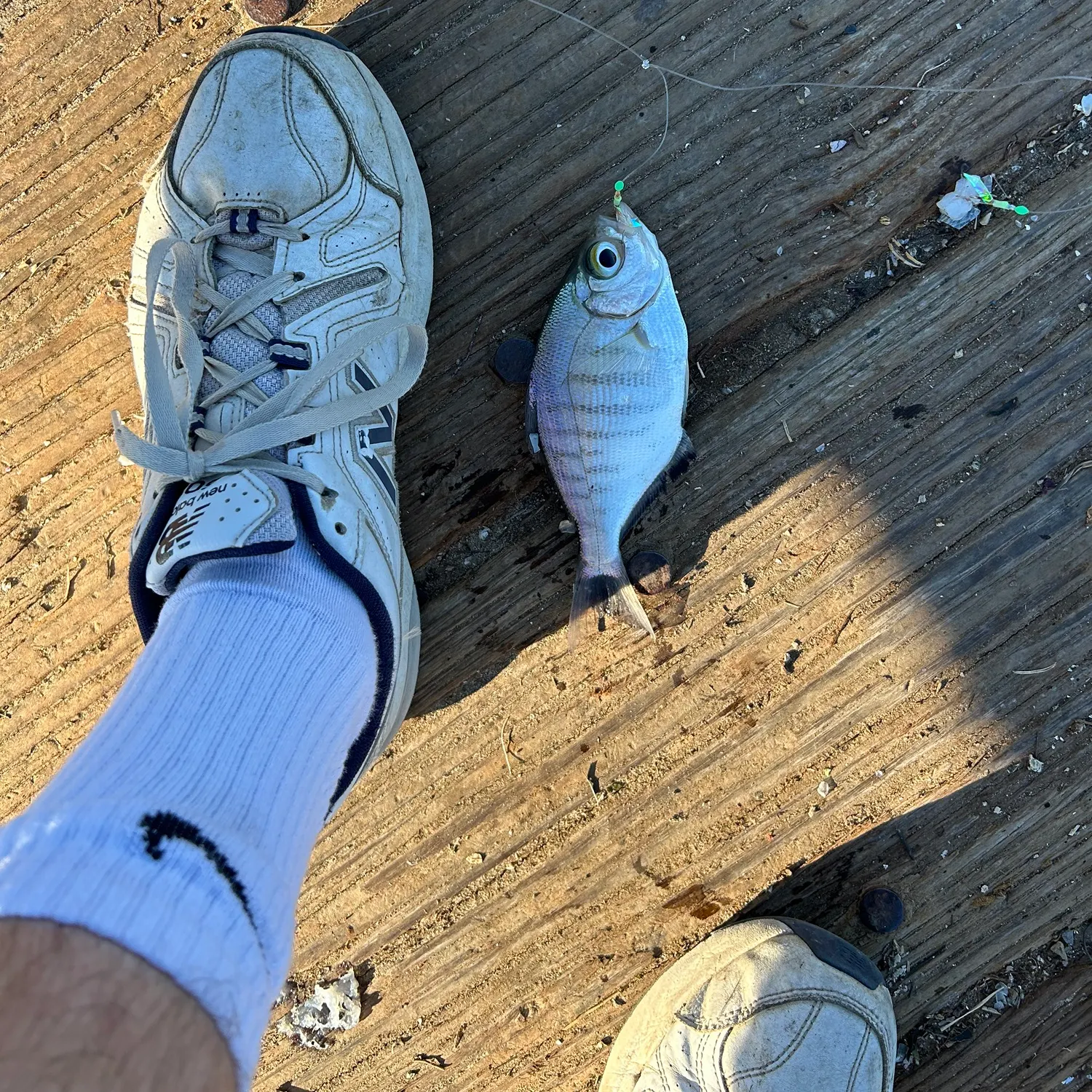 The most recent Walleye surfperch catches on Fishbrain