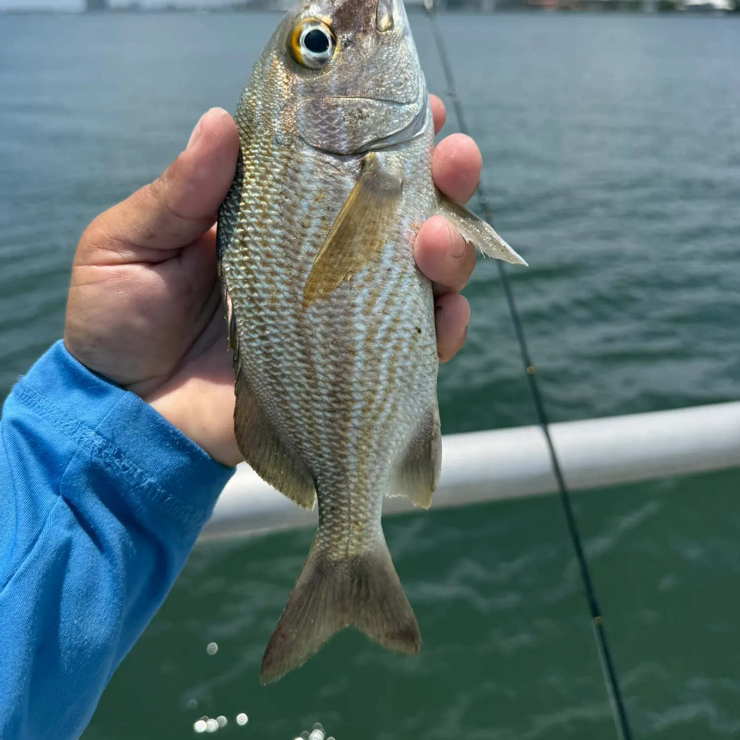 The most recent Sailor's choice grunt catches on Fishbrain