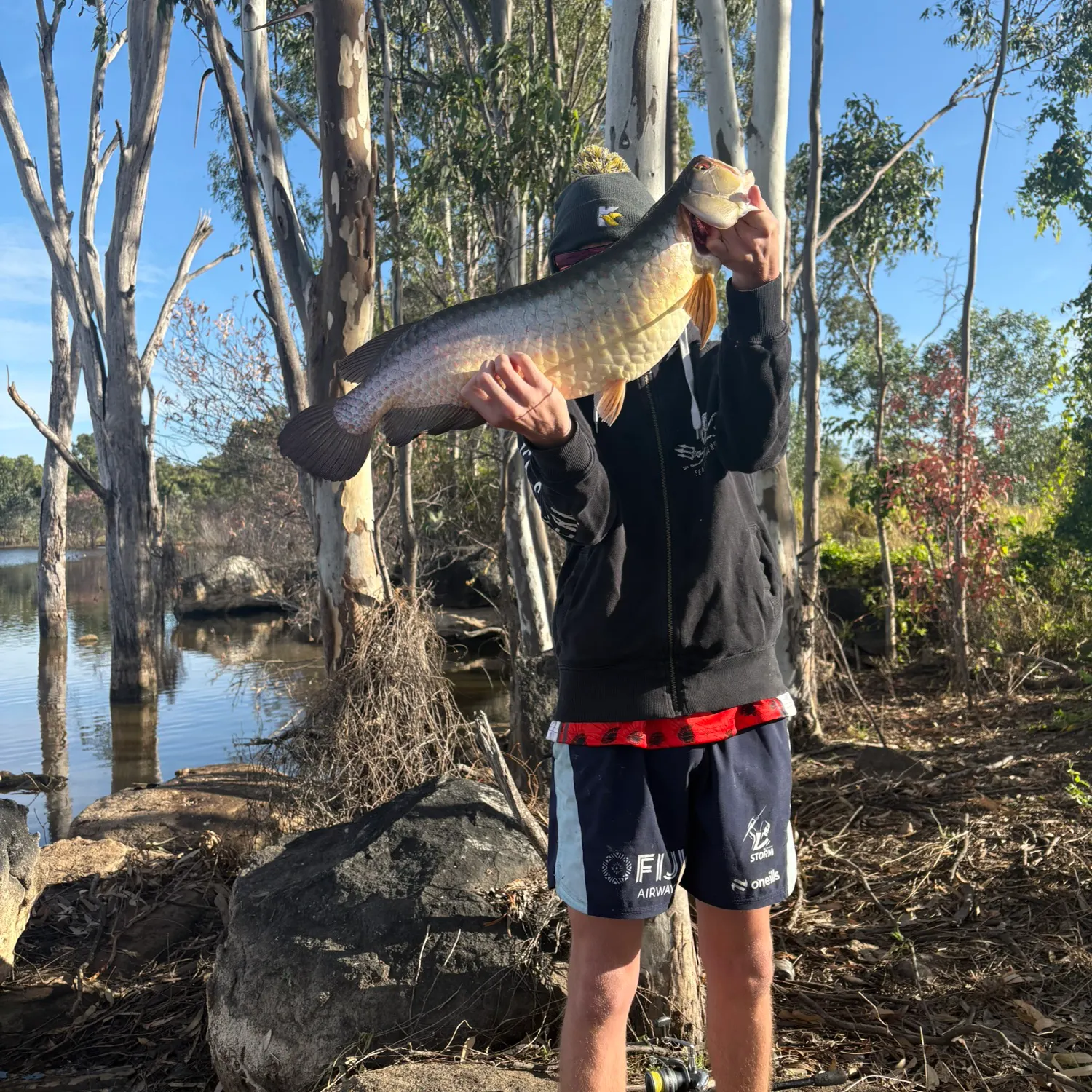 The most recent Spotted bonytongue catches on Fishbrain