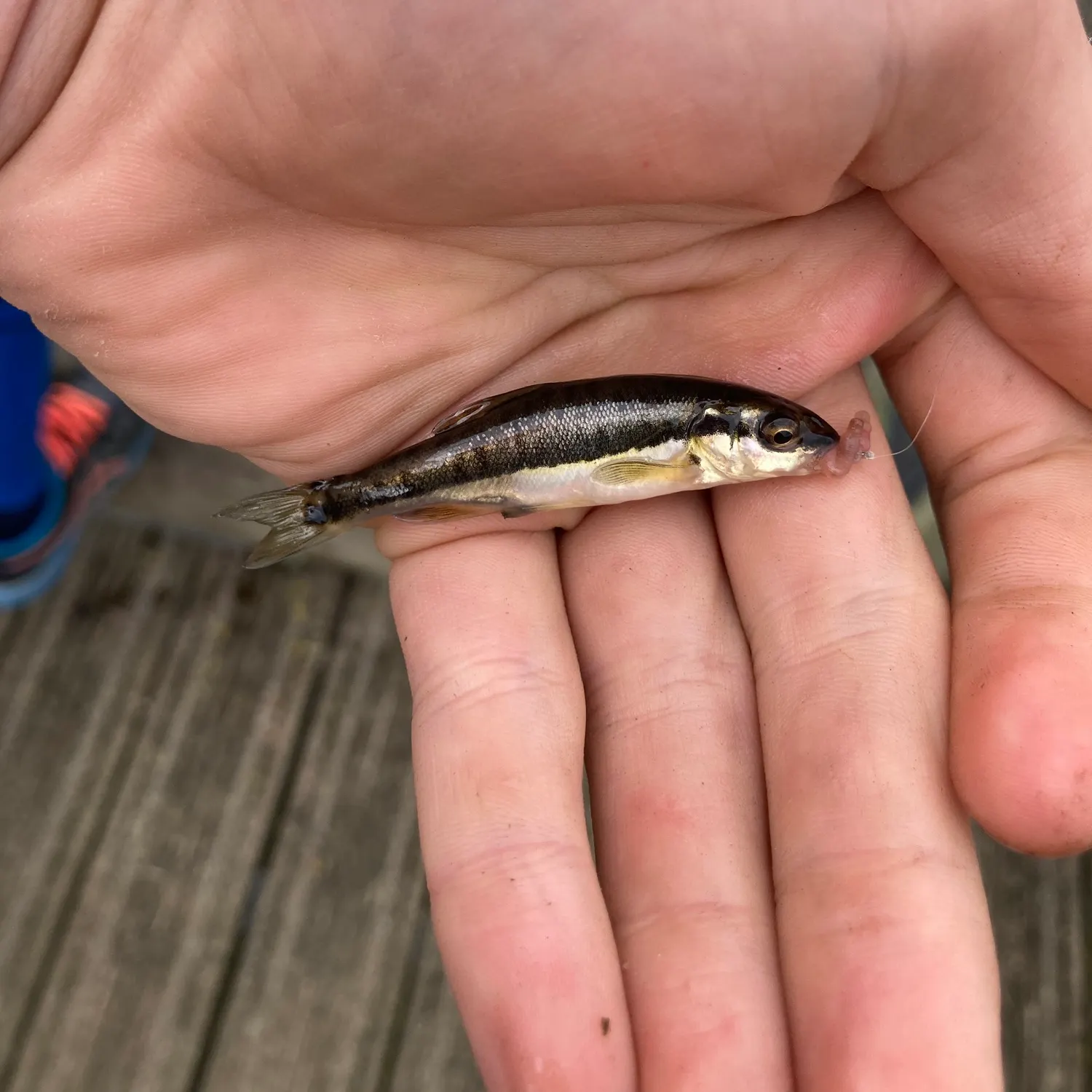 The most recent Eurasian minnow catches on Fishbrain