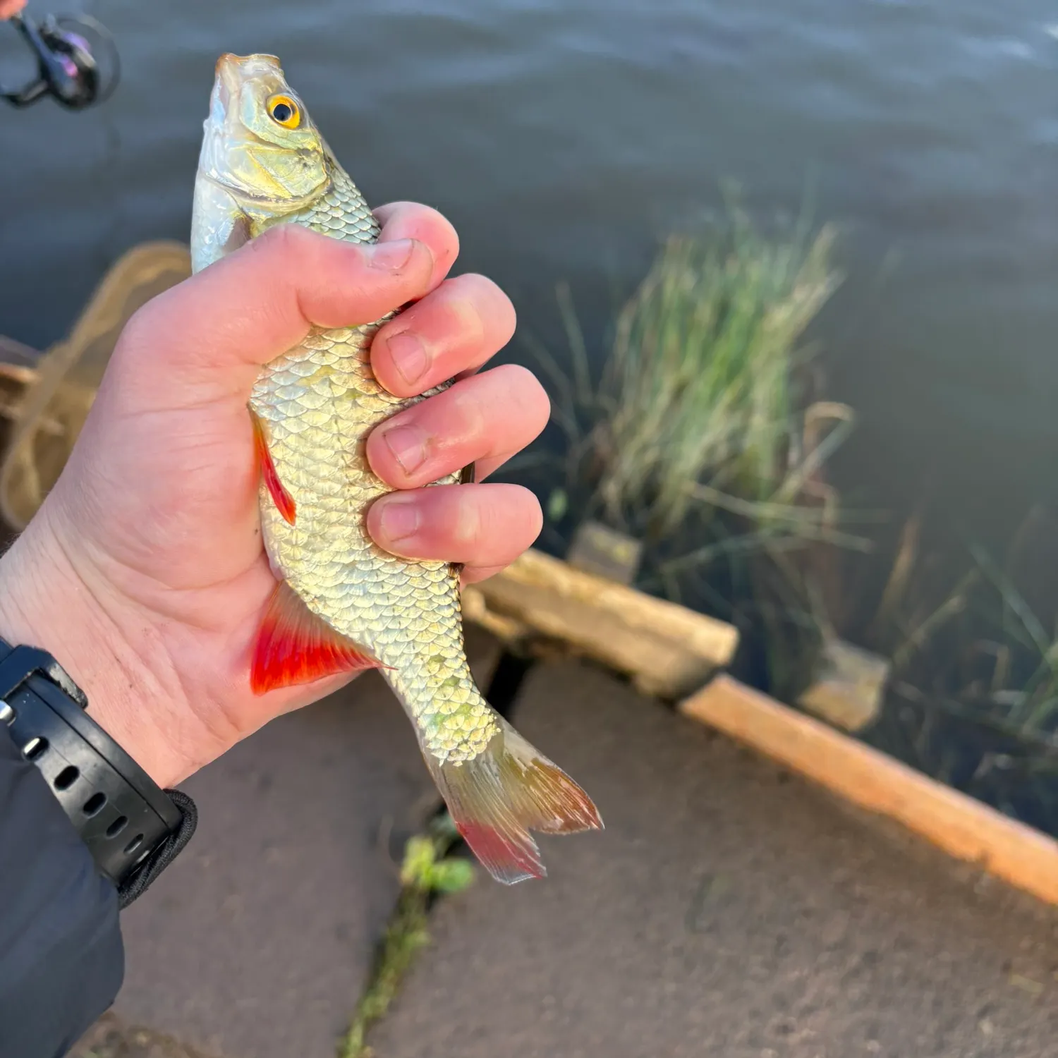 Common rudd caught on Fishbrain
