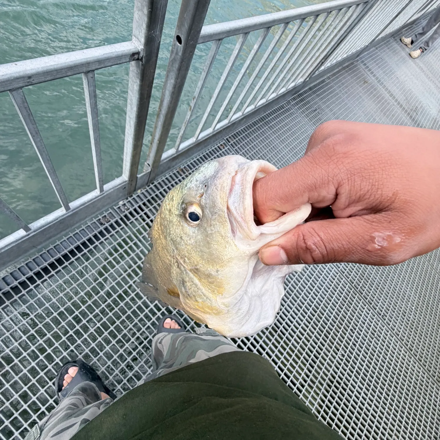 Freshwater drum caught on Fishbrain