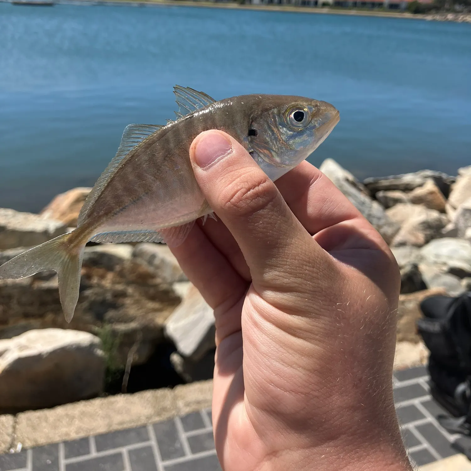 The most recent Silver trevally catches on Fishbrain