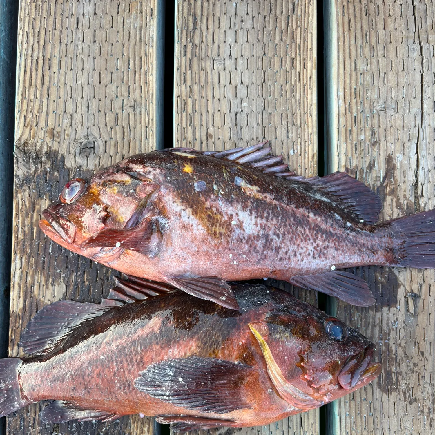 recently logged catches