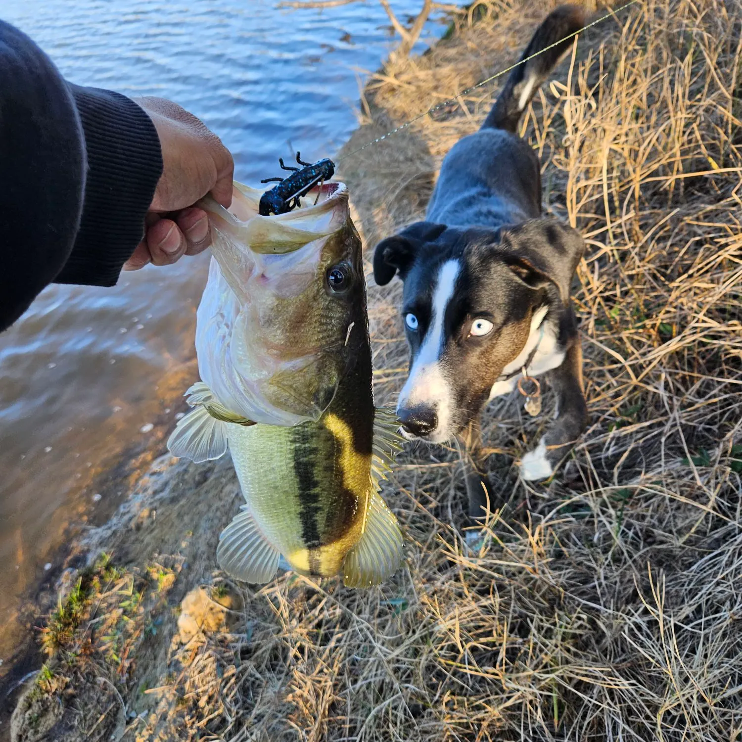 The most recent Largemouth bass catches on Fishbrain