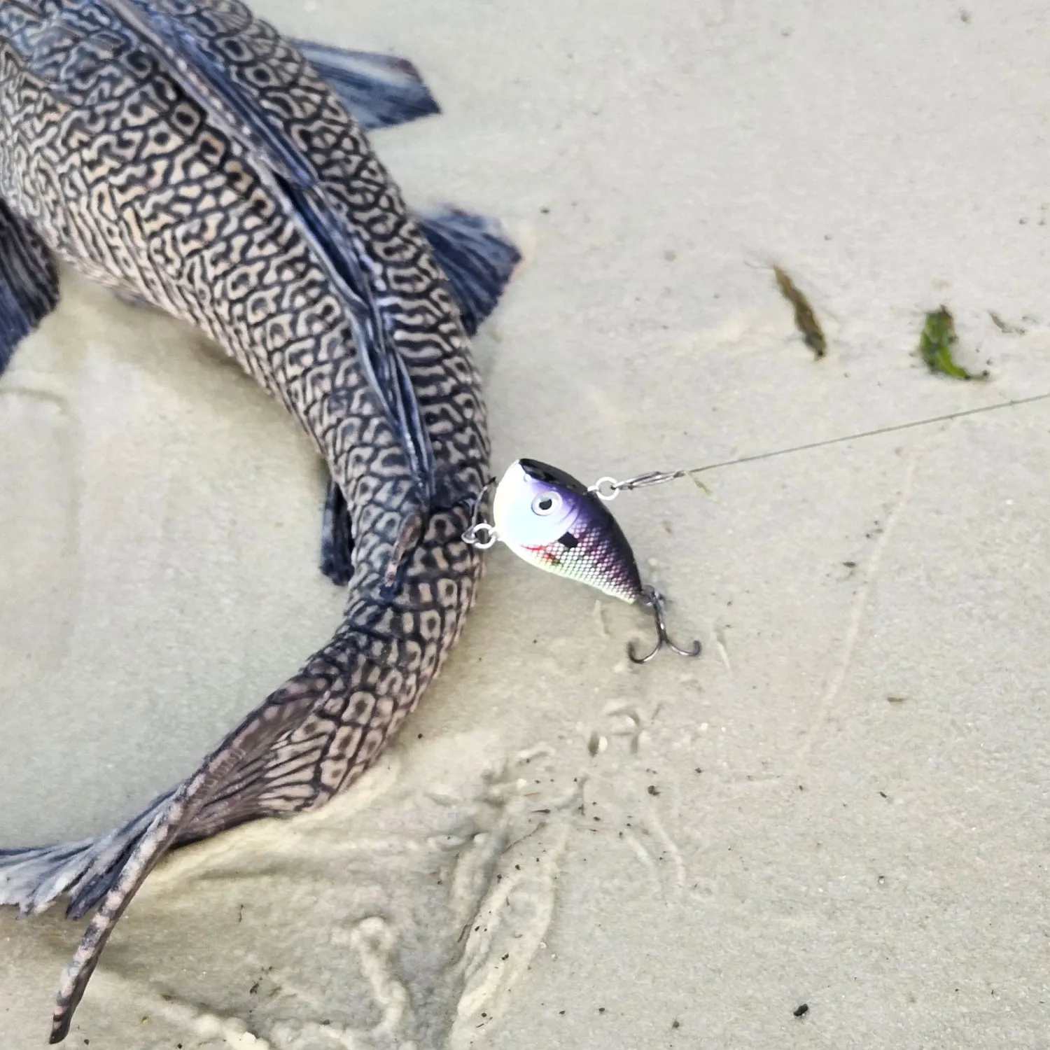The most recent Suckermouth catfish catches on Fishbrain