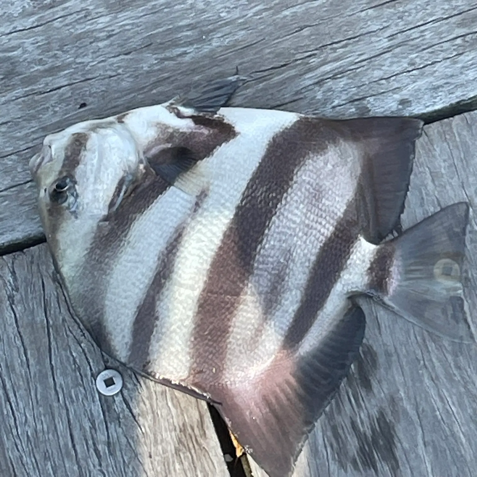 The most recent Atlantic spadefish catches on Fishbrain