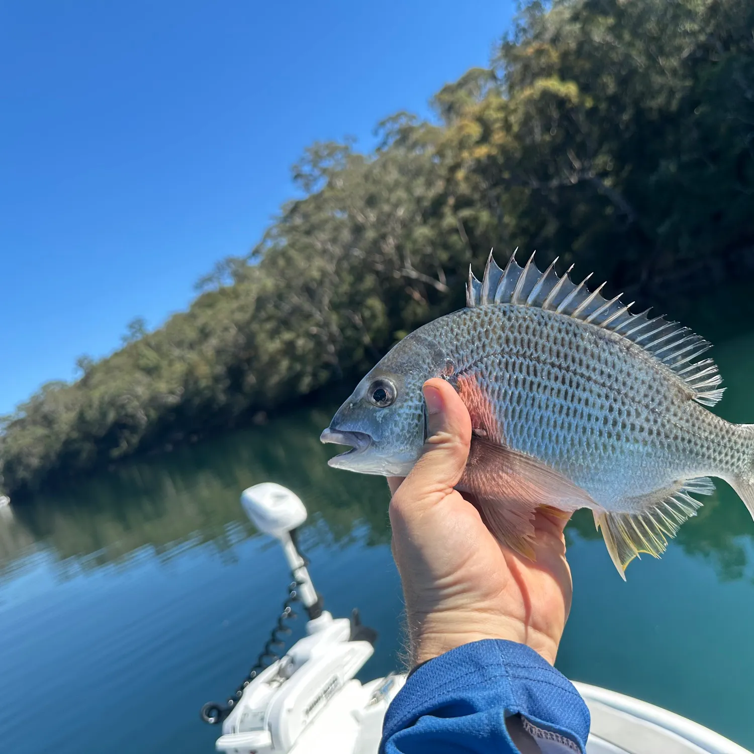 Surf bream caught on Fishbrain