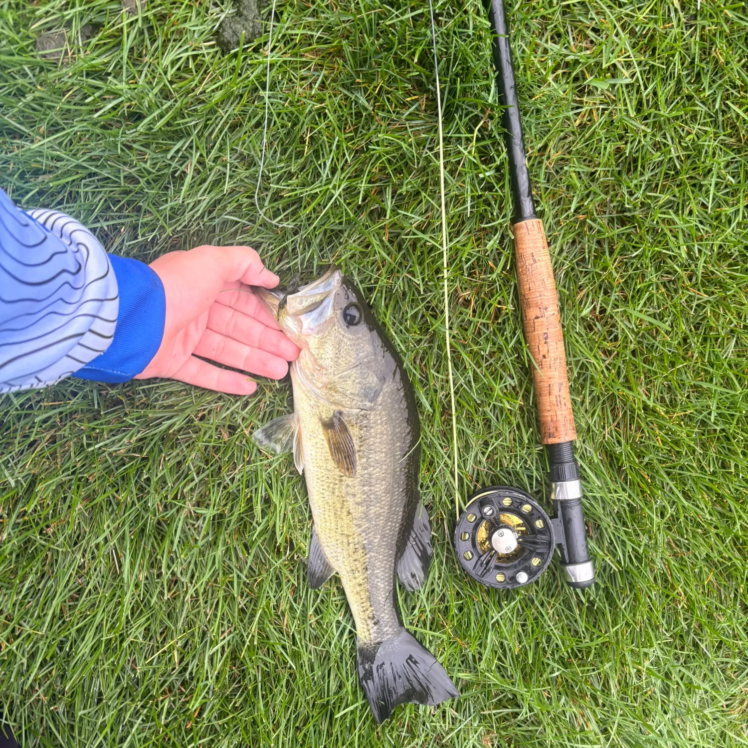 Largemouth bass caught on Fishbrain