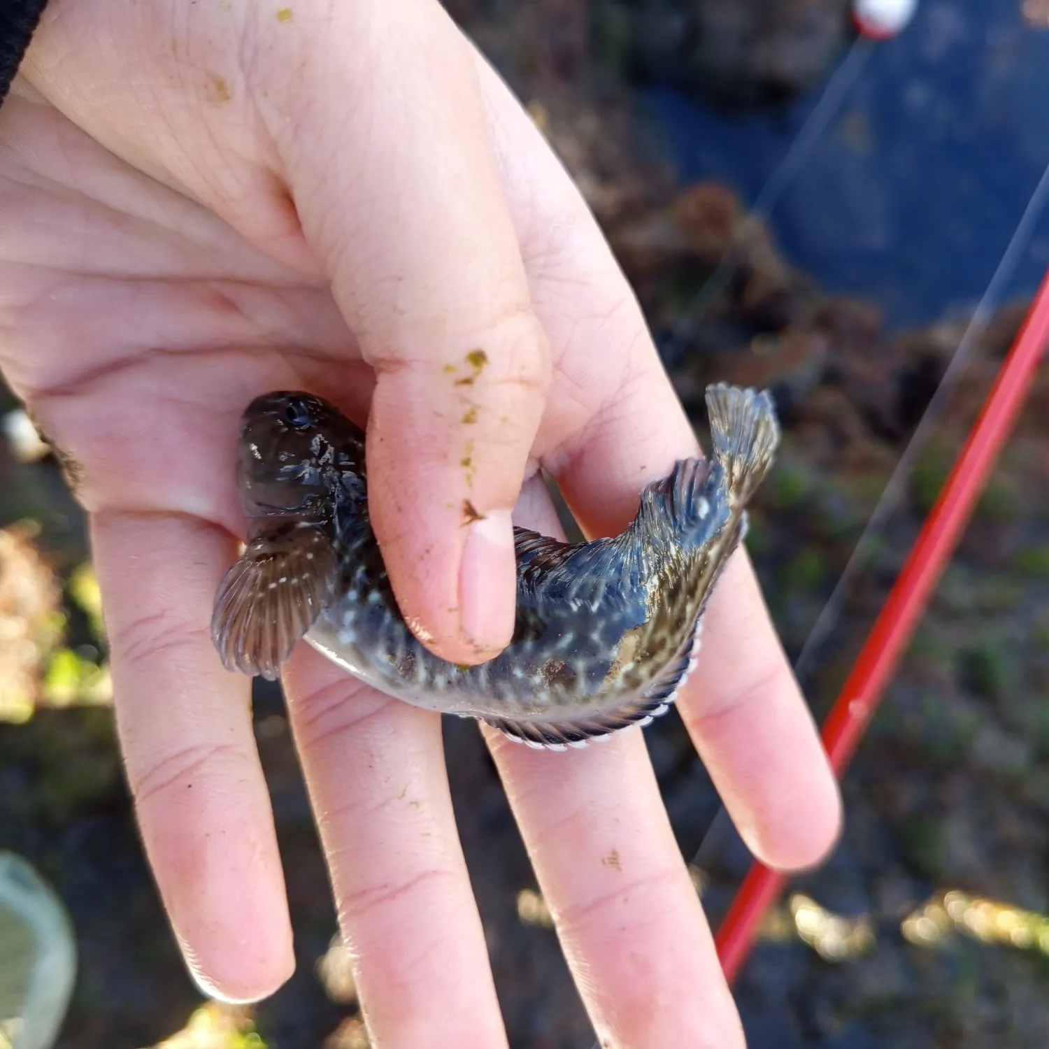 The most recent Prickly puffer catches on Fishbrain