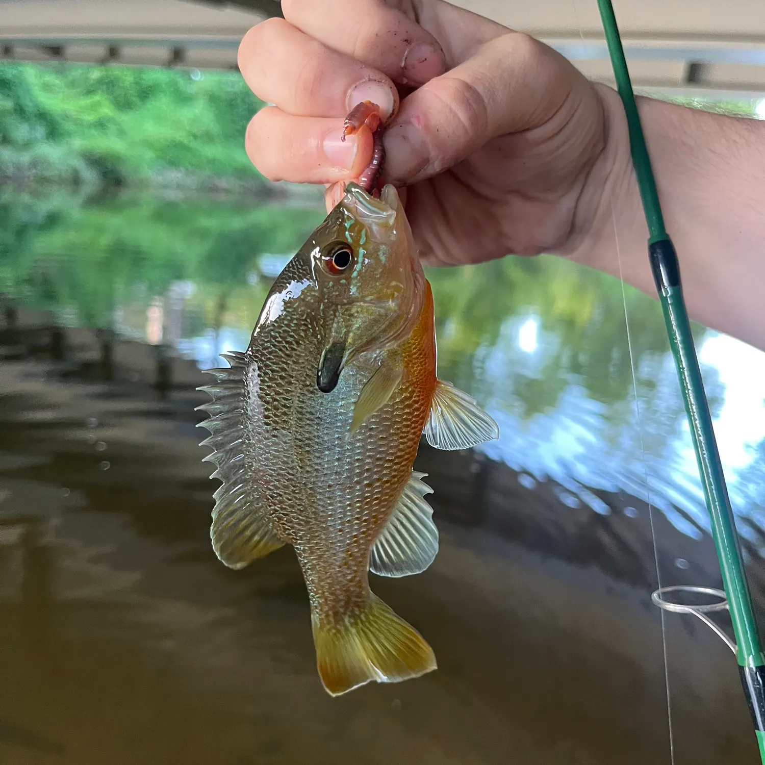 Redbreast sunfish caught on Fishbrain
