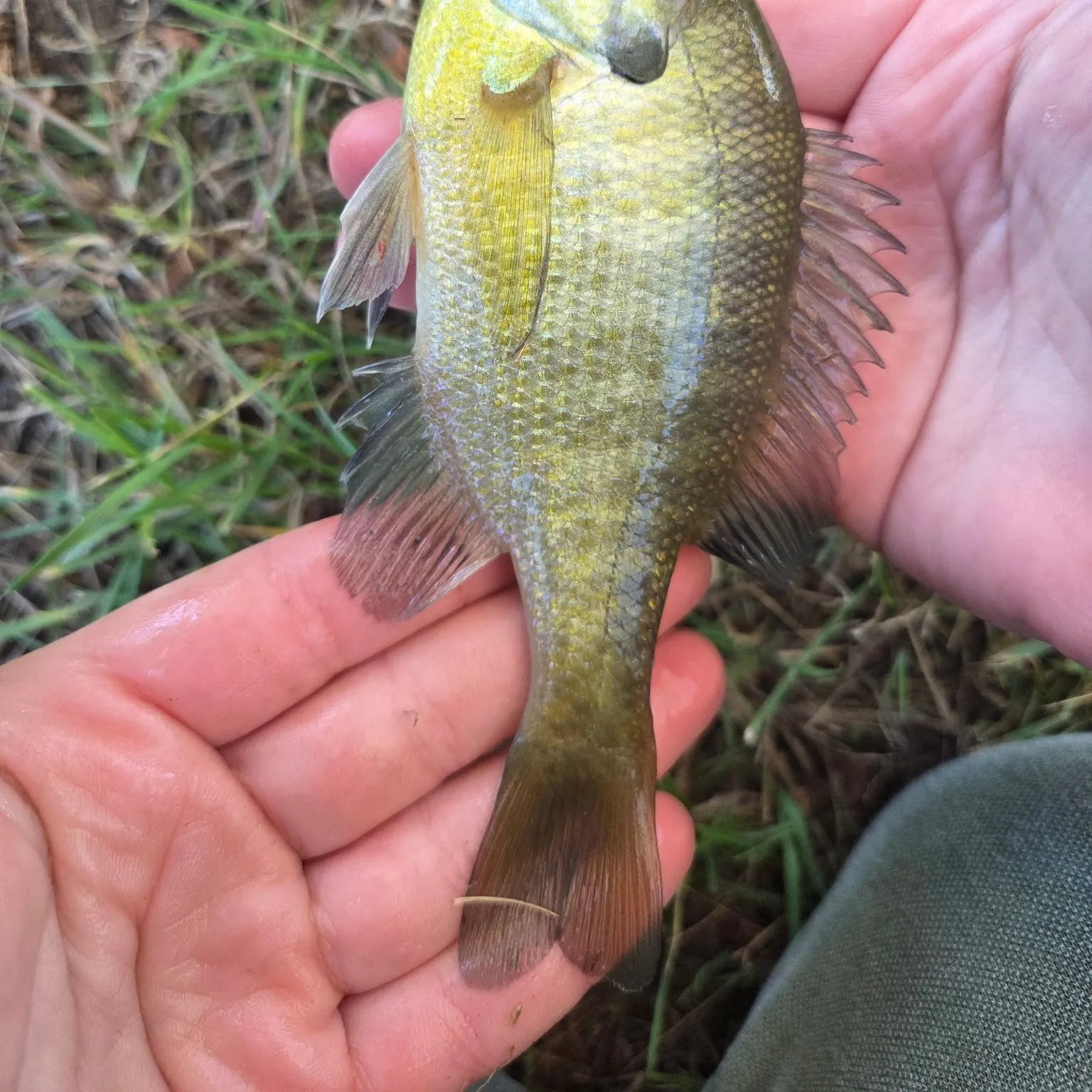 Bluegill caught on Fishbrain