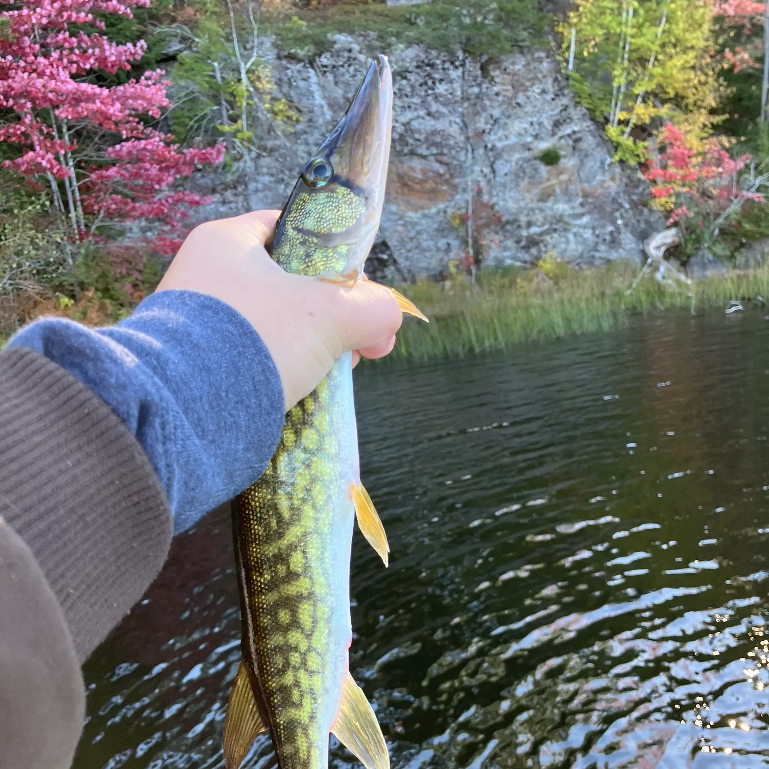 Chain pickerel caught on Fishbrain