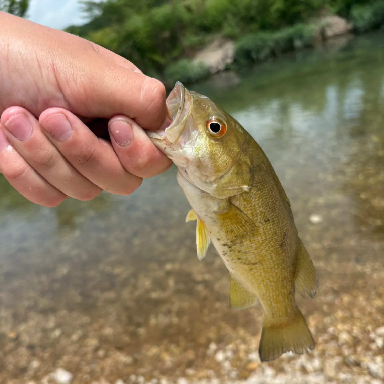 The most recent Neosho bass catches on Fishbrain