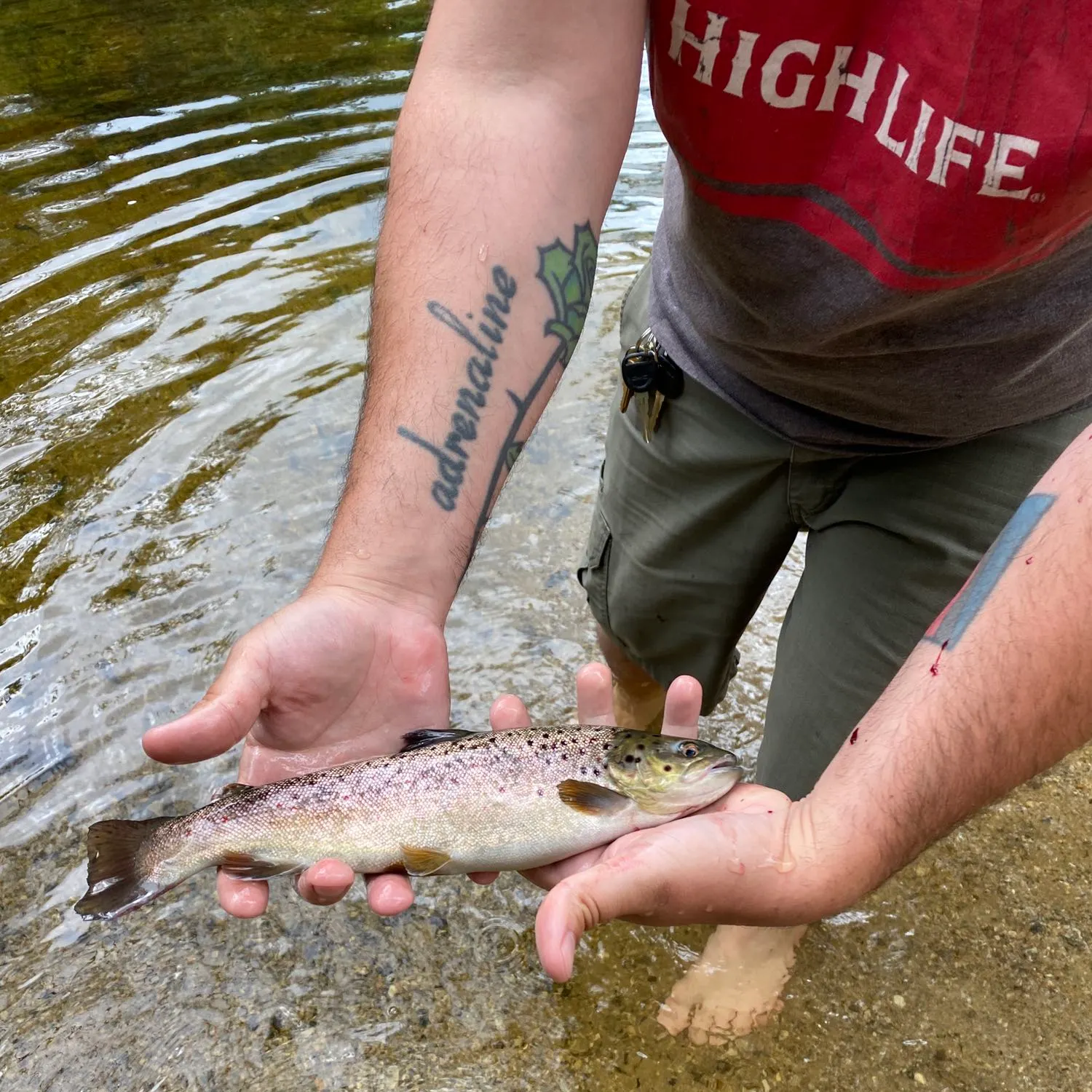 recently logged catches