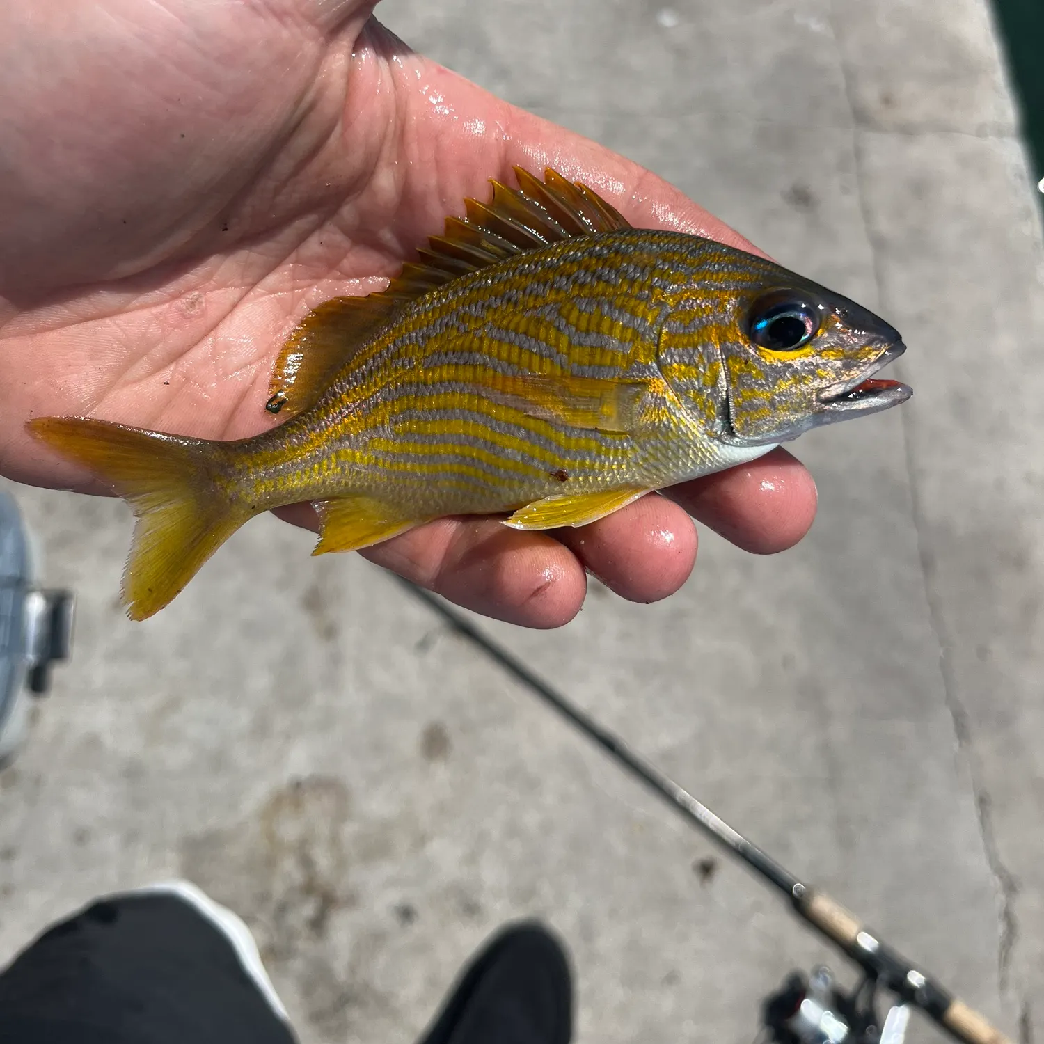 The most recent French grunt catches on Fishbrain