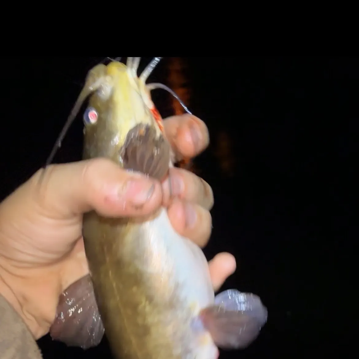 Brown bullhead caught on Fishbrain