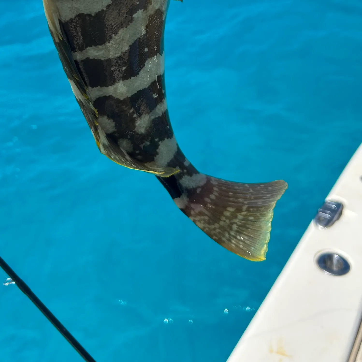 The most recent Nassau grouper catches on Fishbrain