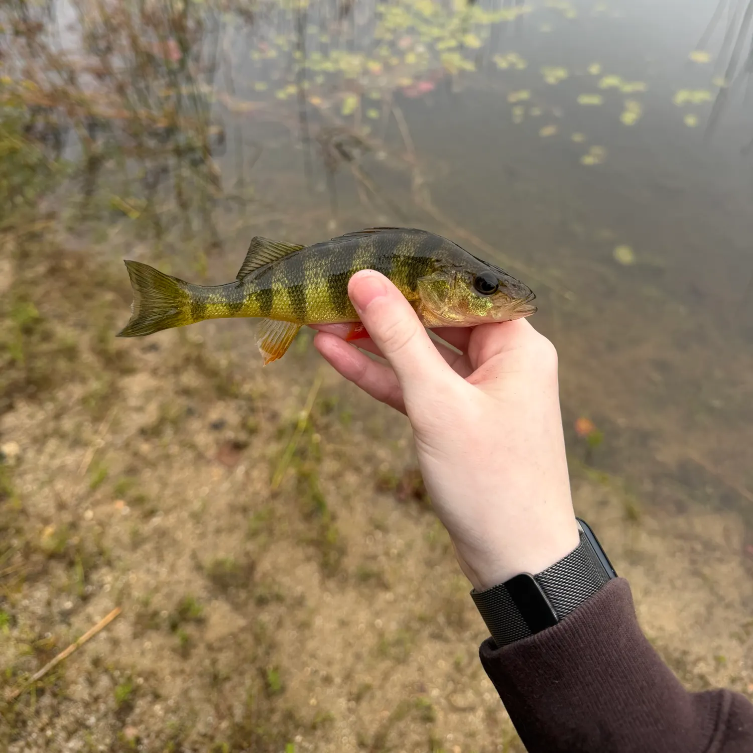 Yellow perch caught on Fishbrain