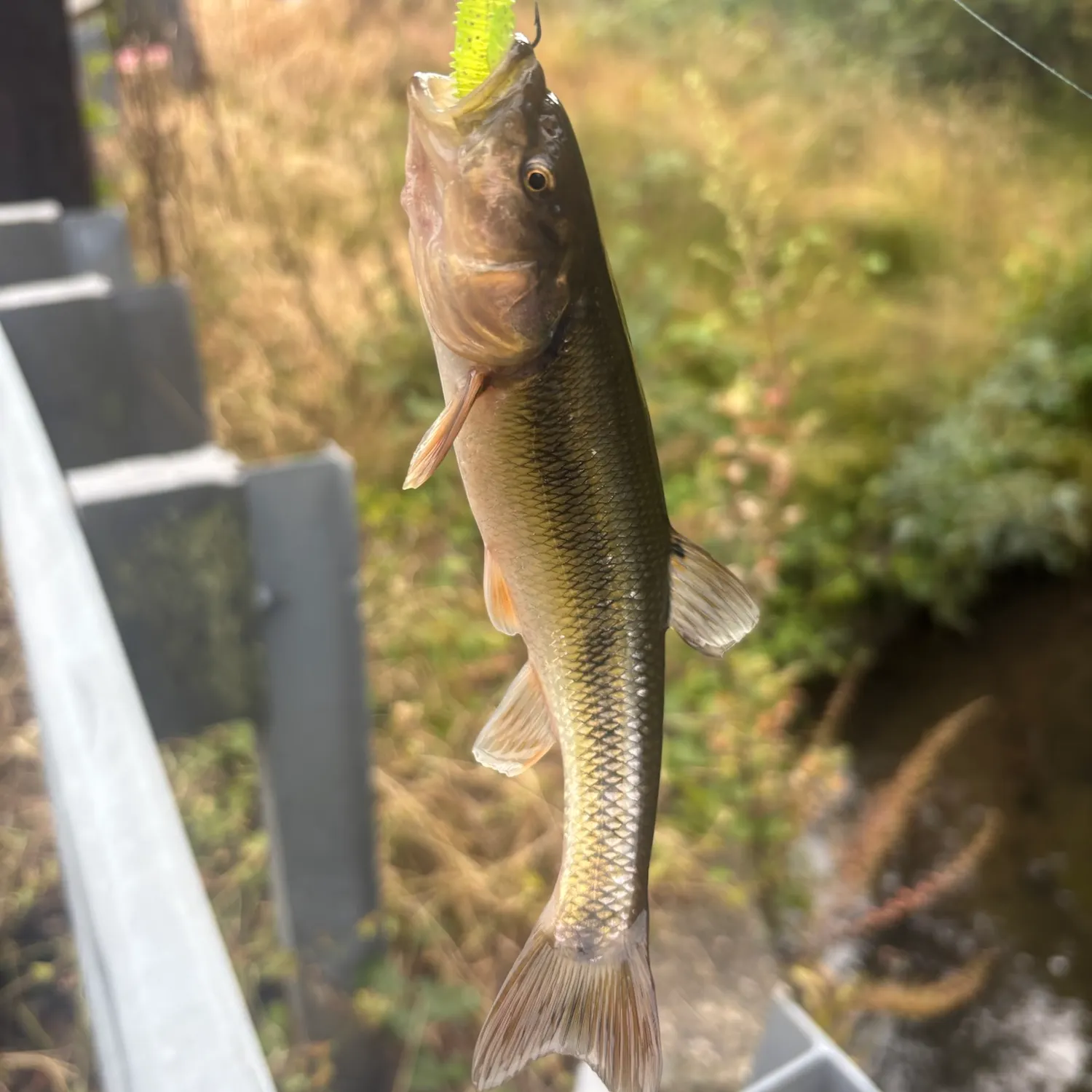 Creek chub caught on Fishbrain