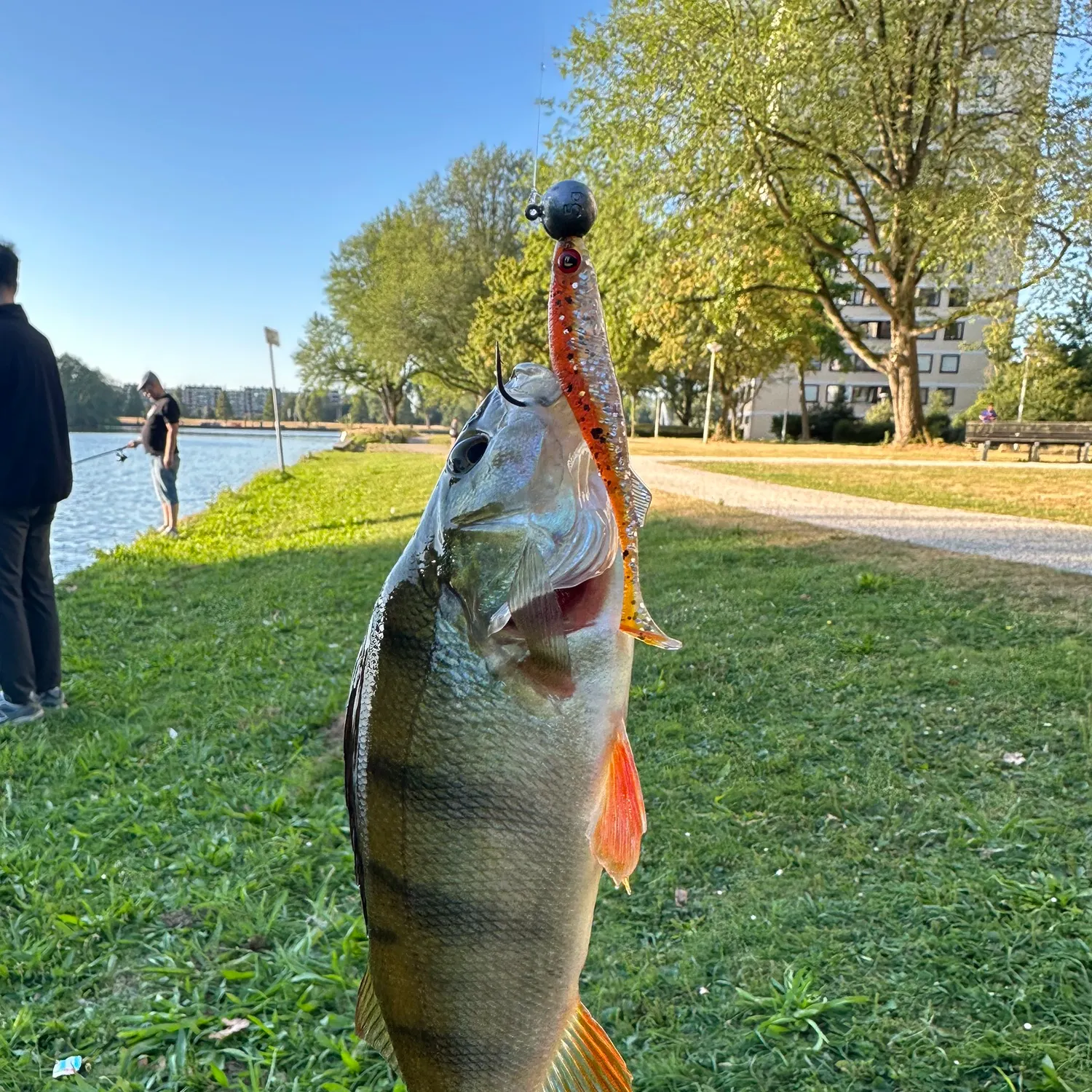 European perch caught on Fishbrain