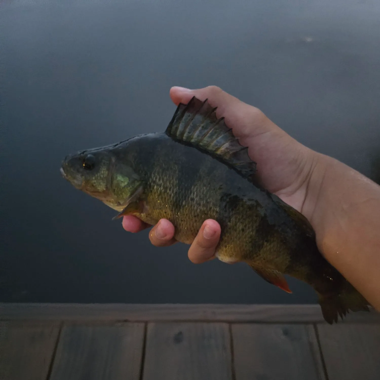 Yellow perch caught on Fishbrain
