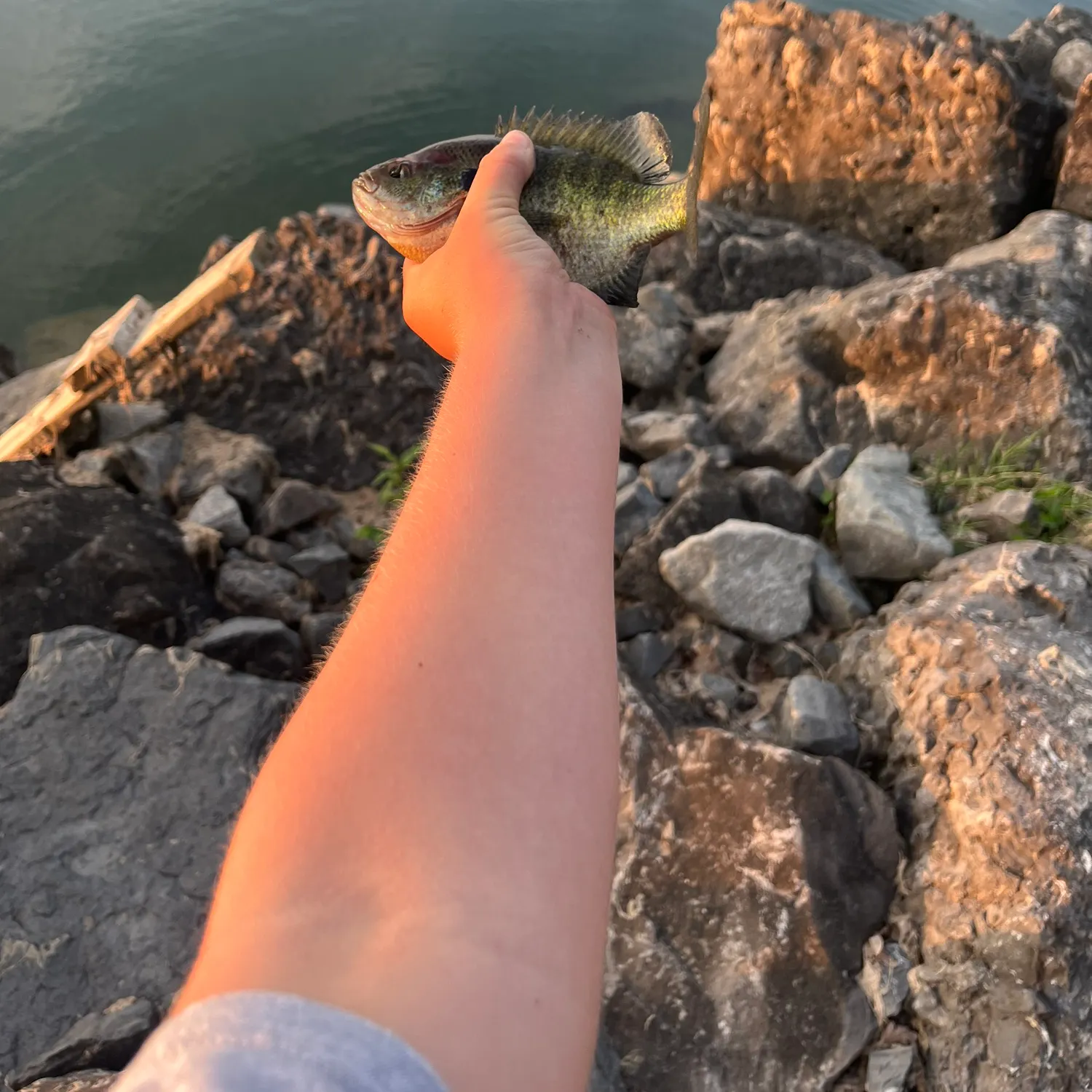 The most recent Bluegill catches on Fishbrain