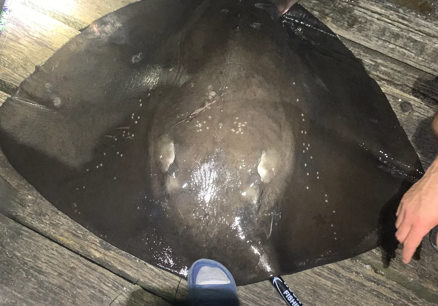 Short-tail stingray