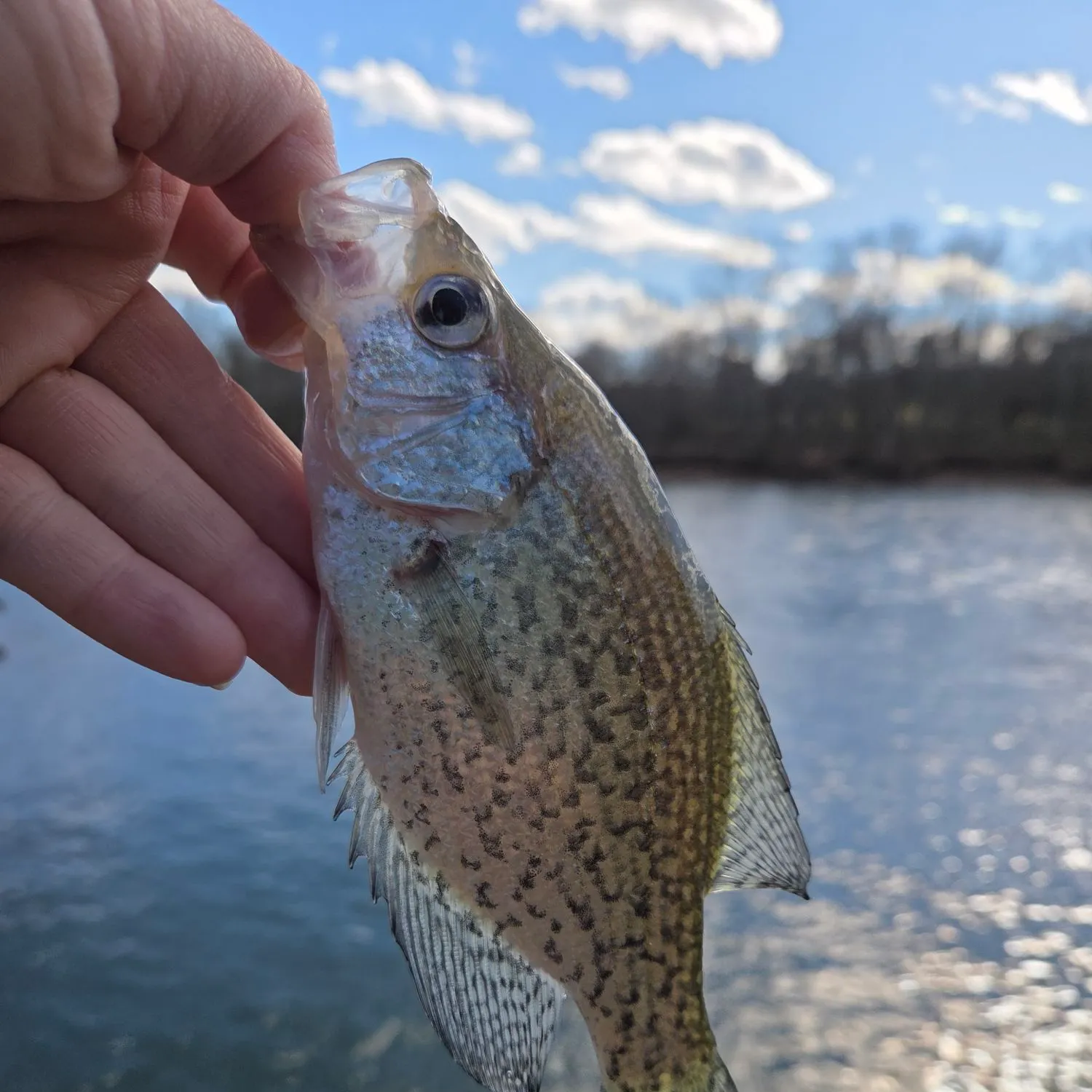 The most recent Black crappie catches on Fishbrain