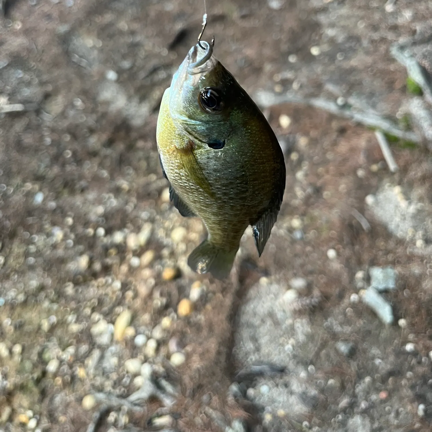 Bluegill caught on Fishbrain