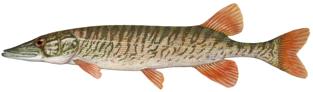 Redfin pickerel