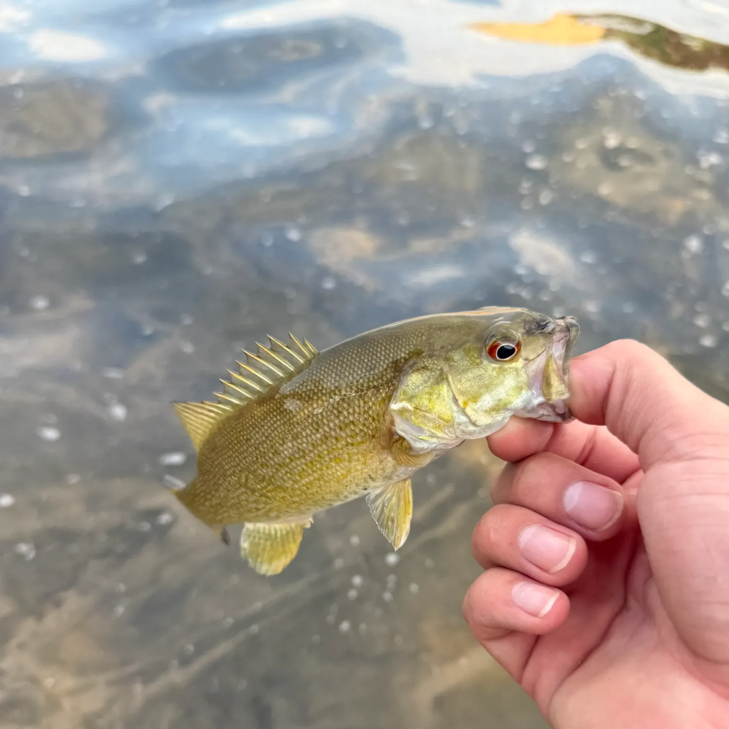 Smallmouth bass caught on Fishbrain