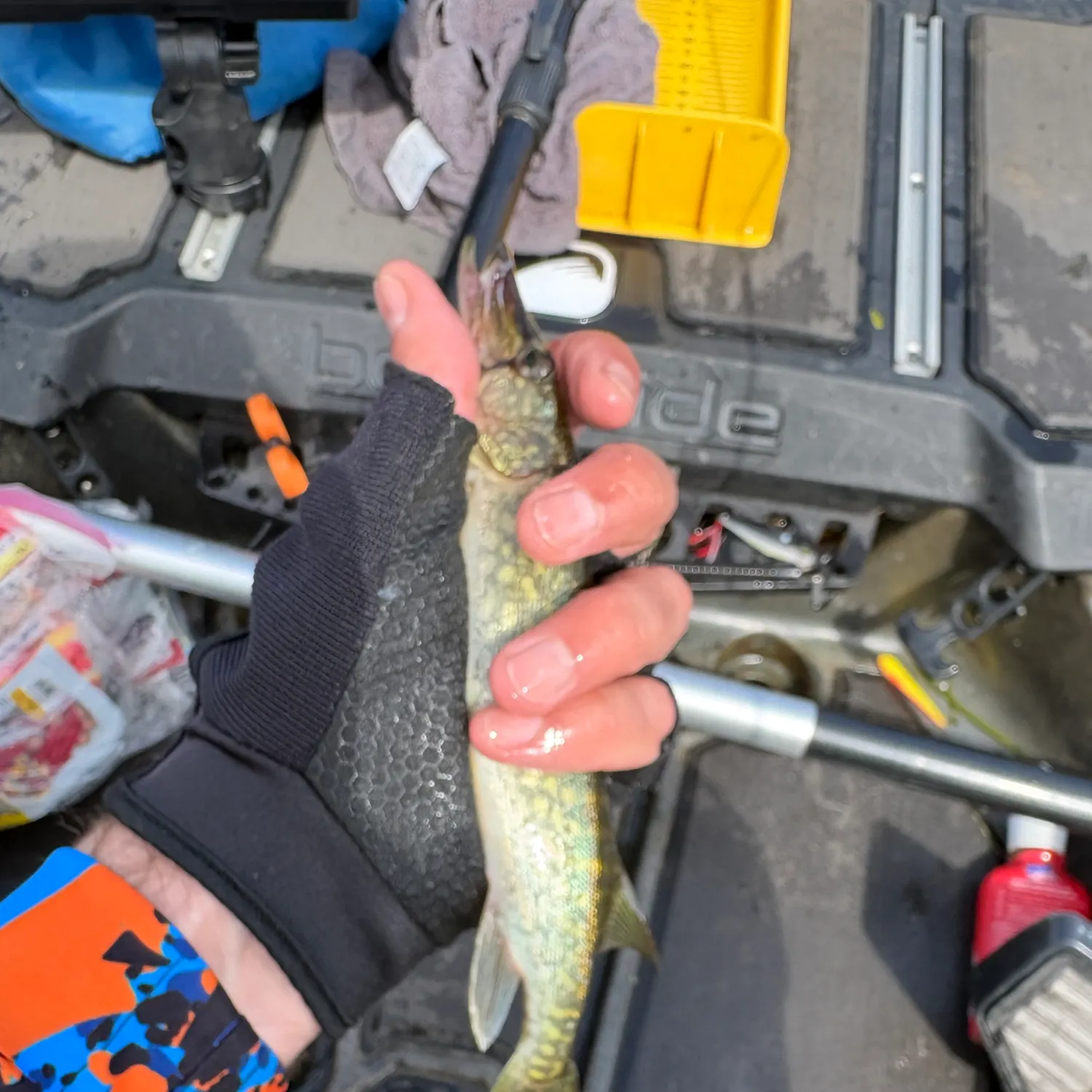 Chain pickerel caught on Fishbrain
