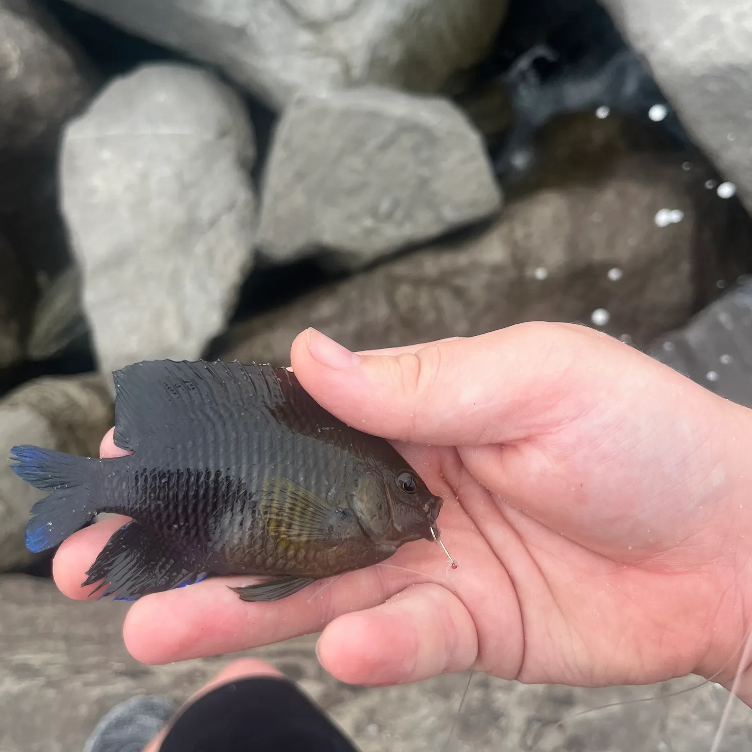 The most recent Longfin damselfish catches on Fishbrain
